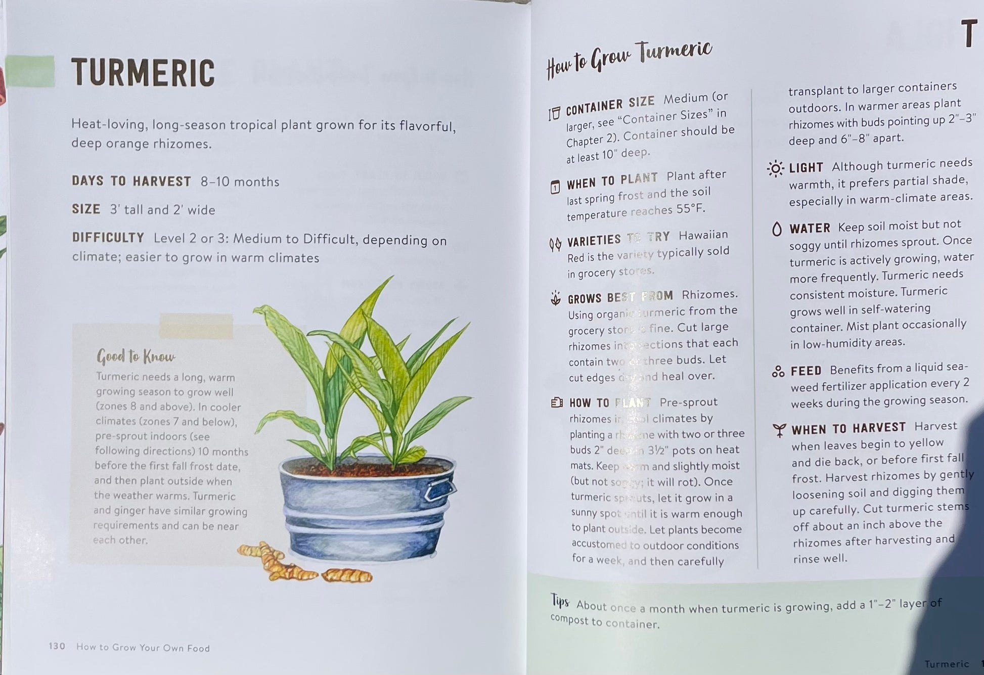 How to Grow Your Own Food: An Illustrated Beginner's Guide to Container Gardening - Tumeric
