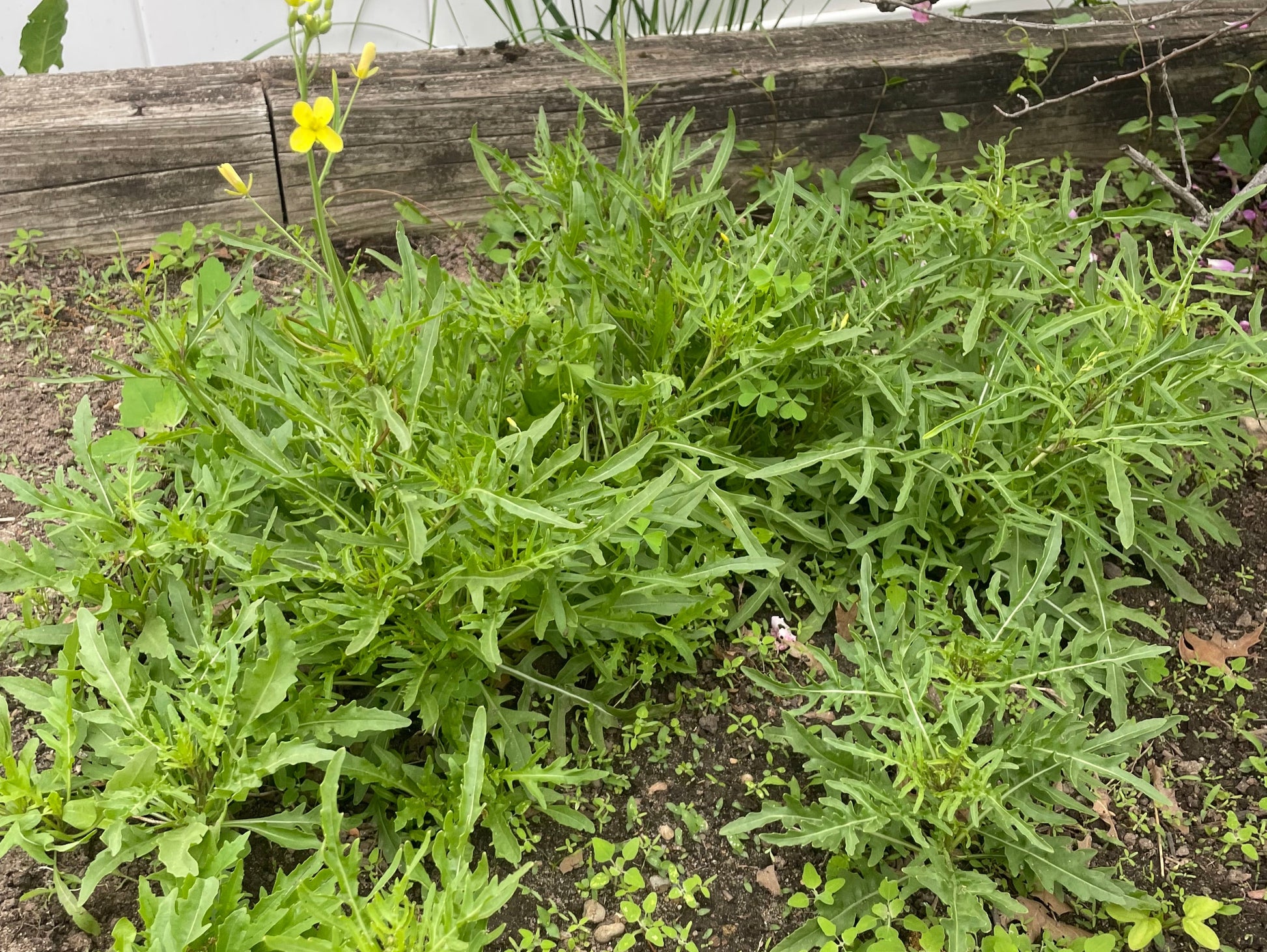 Arugula Seeds - Arugula Selvatica Non GMO Organic Seeds