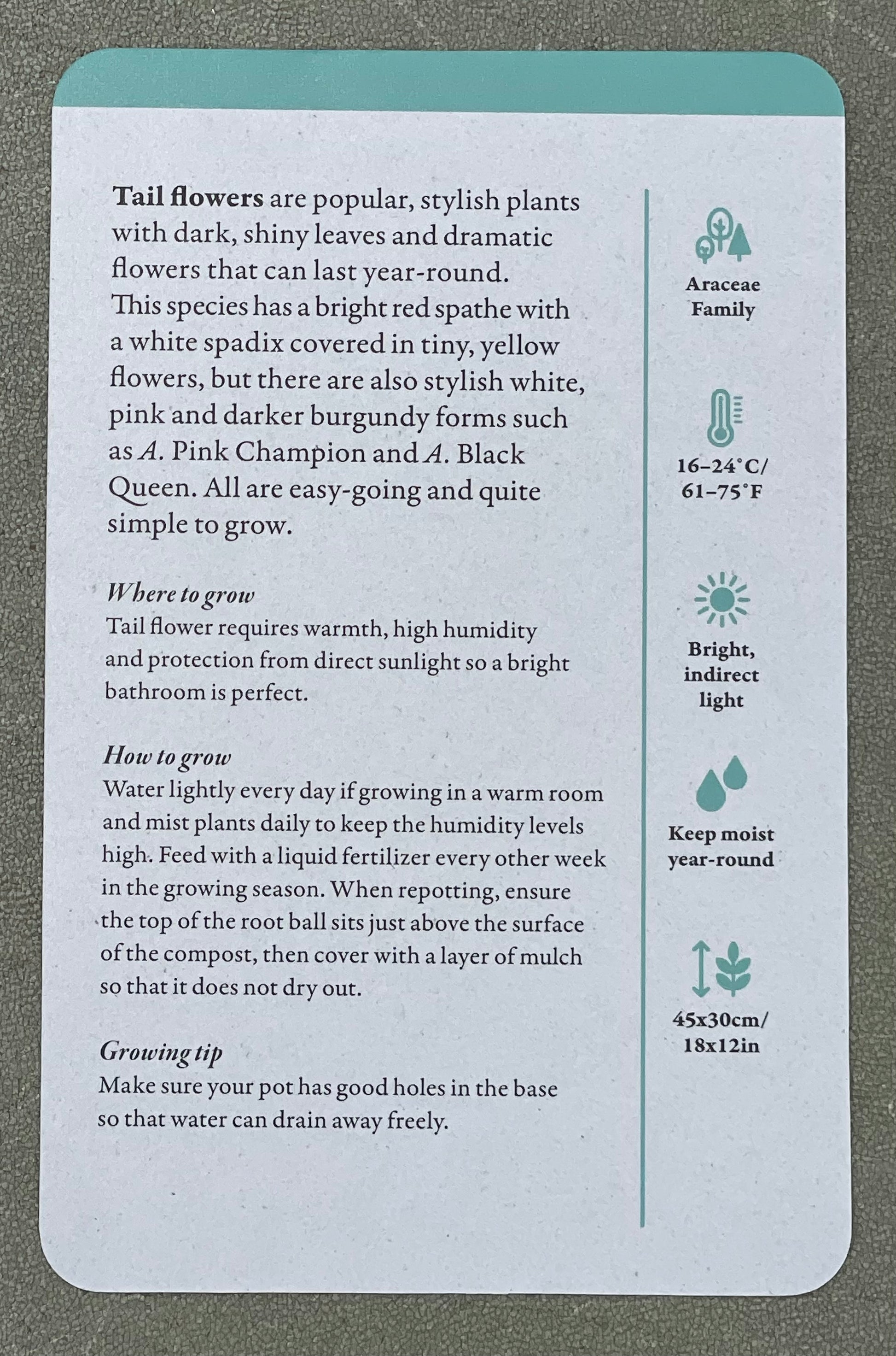 A Home Full of House Plants - A Practical Card Deck by Kay Maguire - Royal Botanic Gardens Kew - Tail Flowers