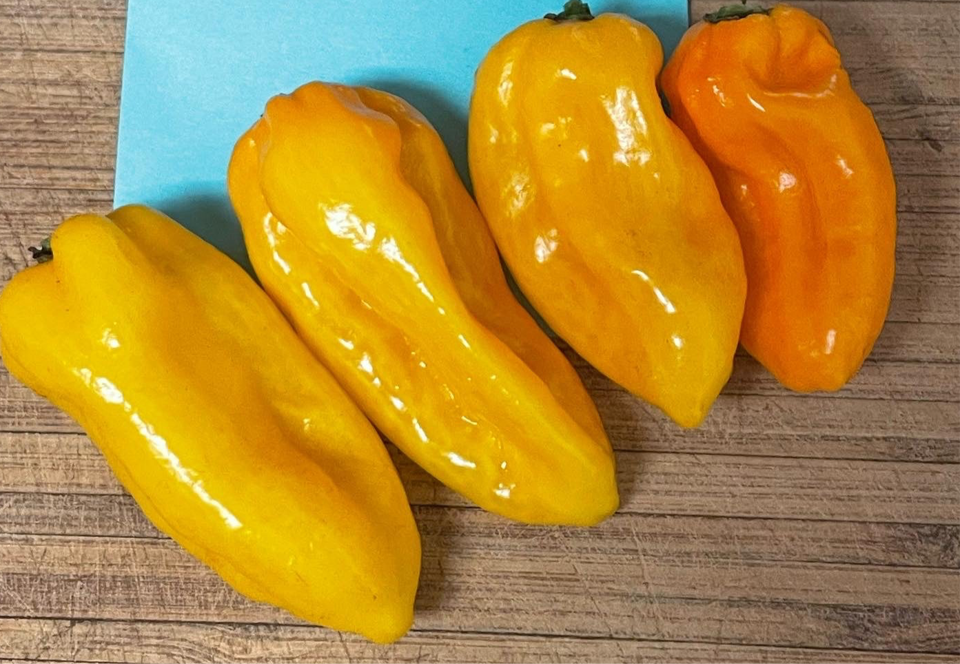 BubbleGum Orange BBG7 Hot Pepper Seeds