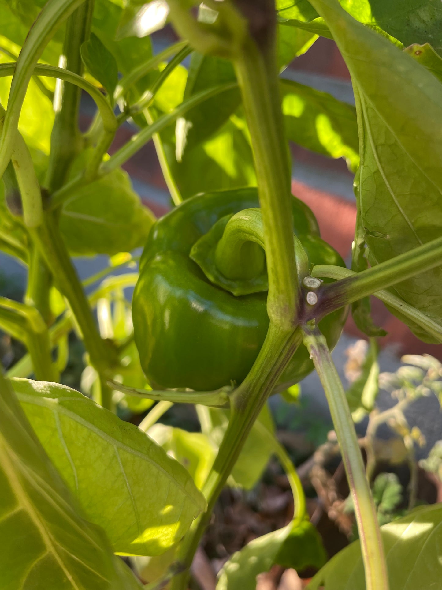 Sweet Green Bell Pepper Seeds