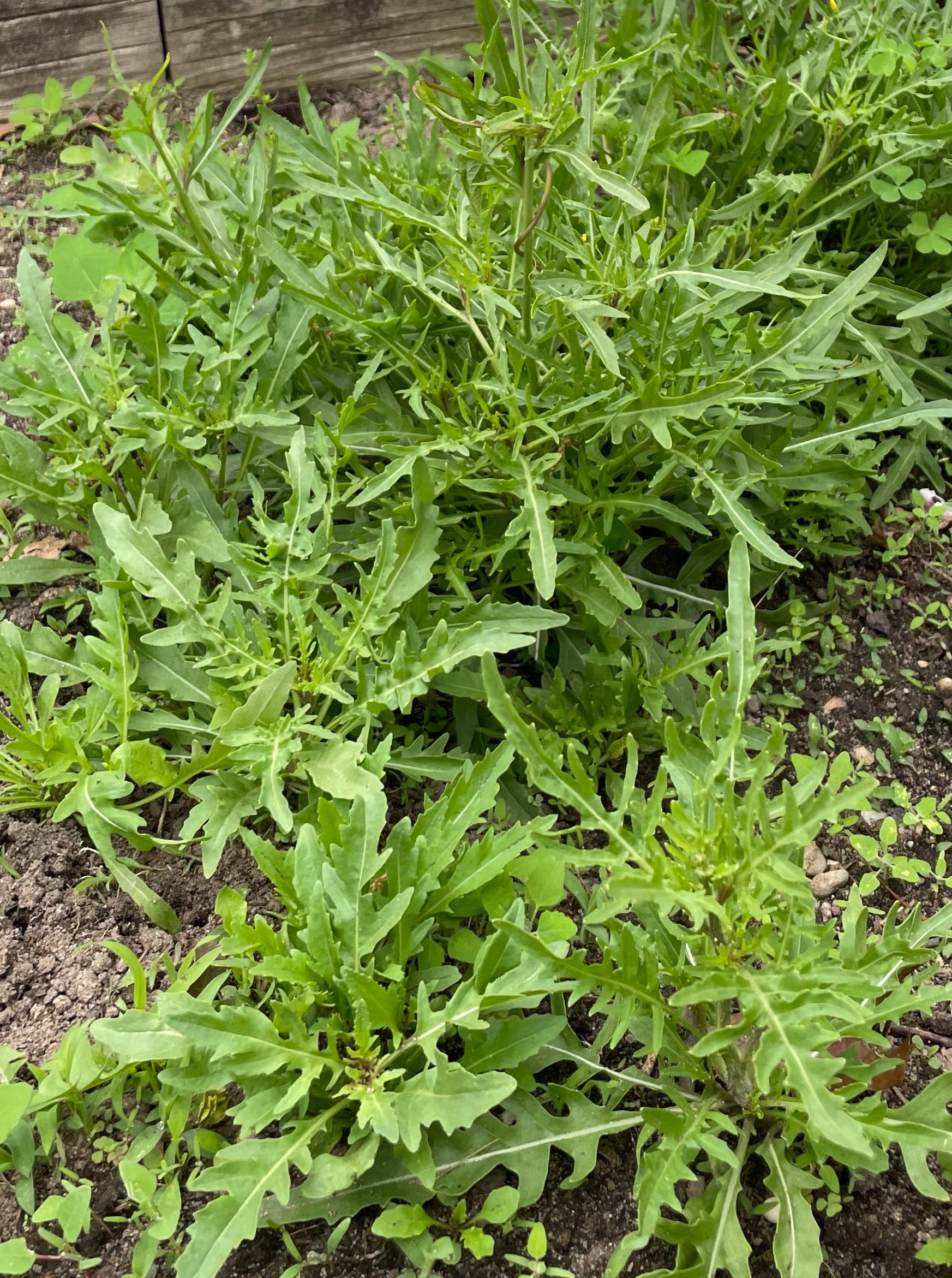 Arugula Seeds - Arugula Selvatica Non GMO Organic Seeds