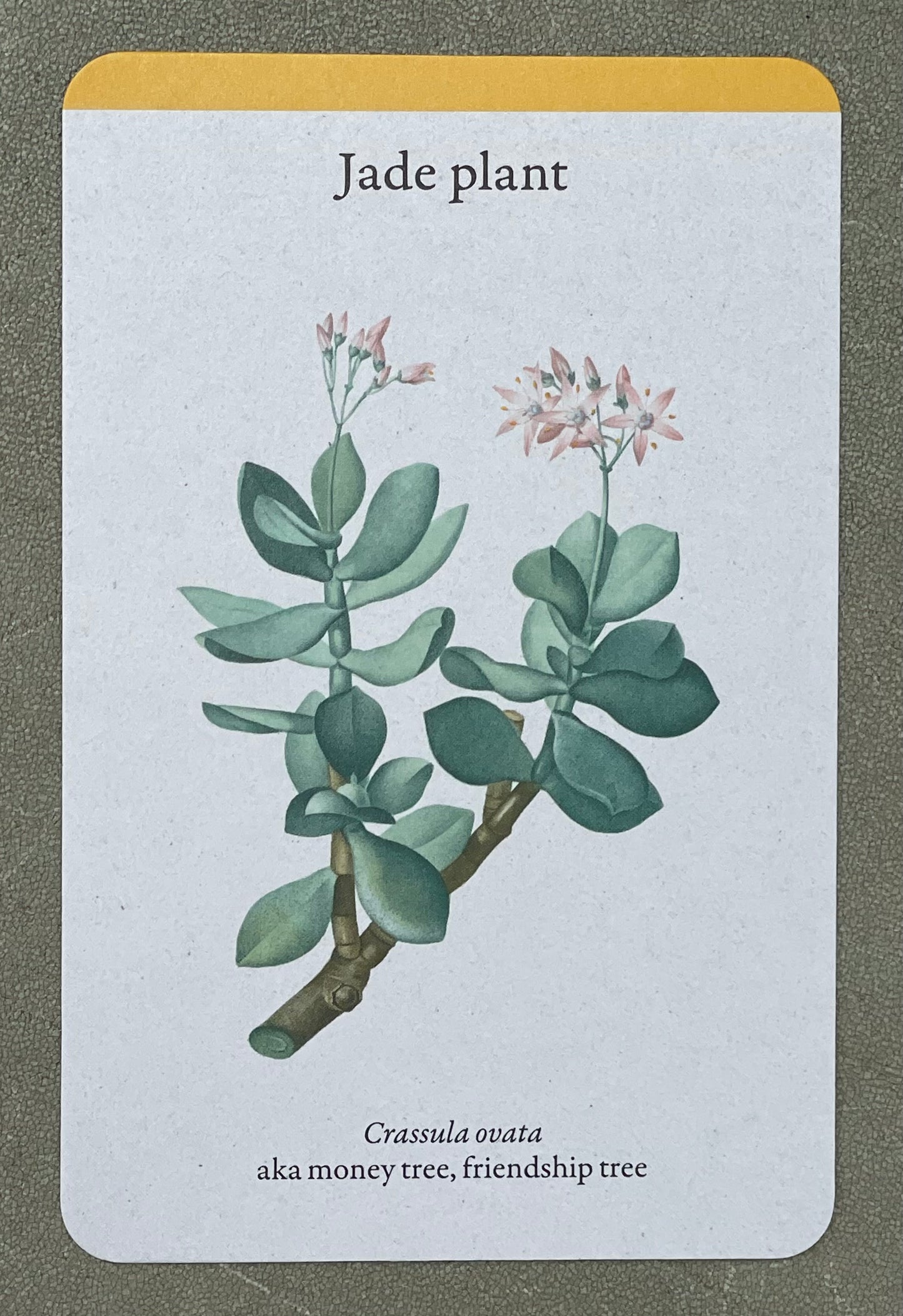 A Home Full of House Plants - A Practical Card Deck by Kay Maguire - Royal Botanic Gardens Kew - Jade Plant