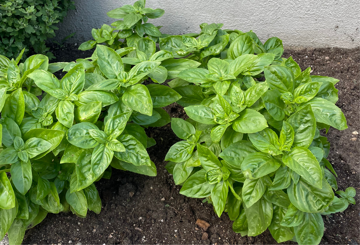 Italian Basil Seeds - Non GMO Organic Seeds - Herb Garden Seeds