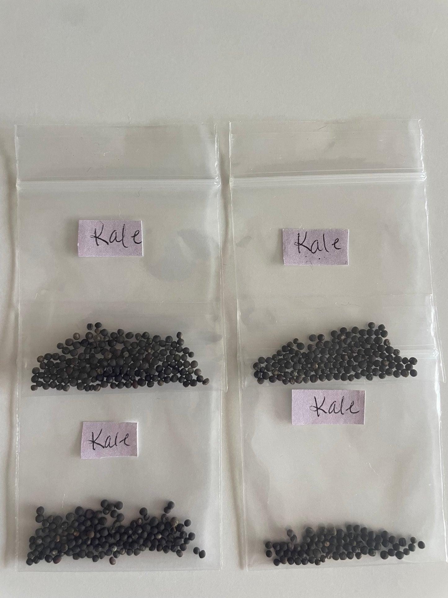 Dwarf Siberian Kale Seeds Organic Green Lettuce Heirloom Seeds Non GMO Salad Greens Winter Spring Garden Gift Idea for Salad Lover Gardener