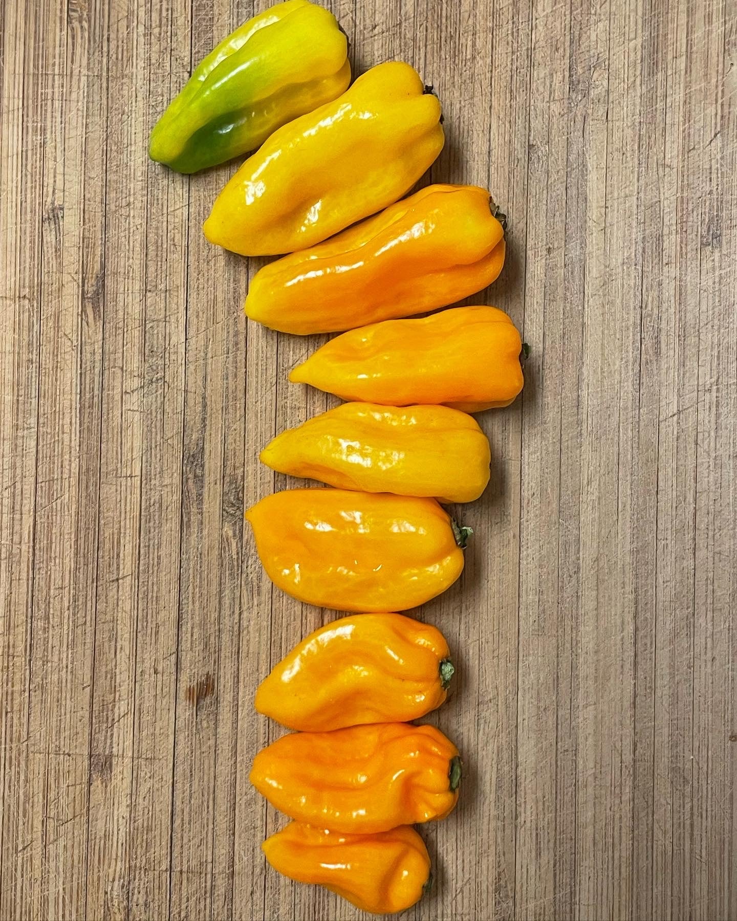 Batman BubbleGum Orange BBG7 Hot Pepper Seeds