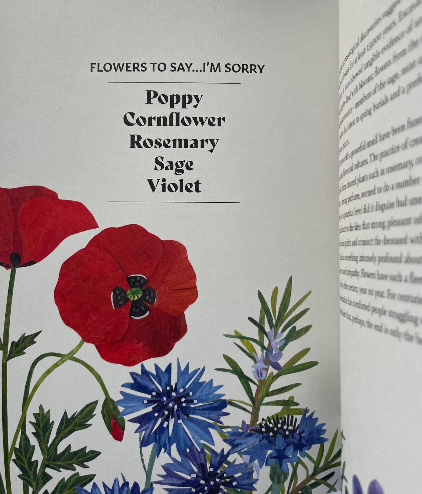 Floriography: The Myths, Magic and Language of Flowers - Sally Coulthard Poppy Cornflower Rosemary Sage Violet