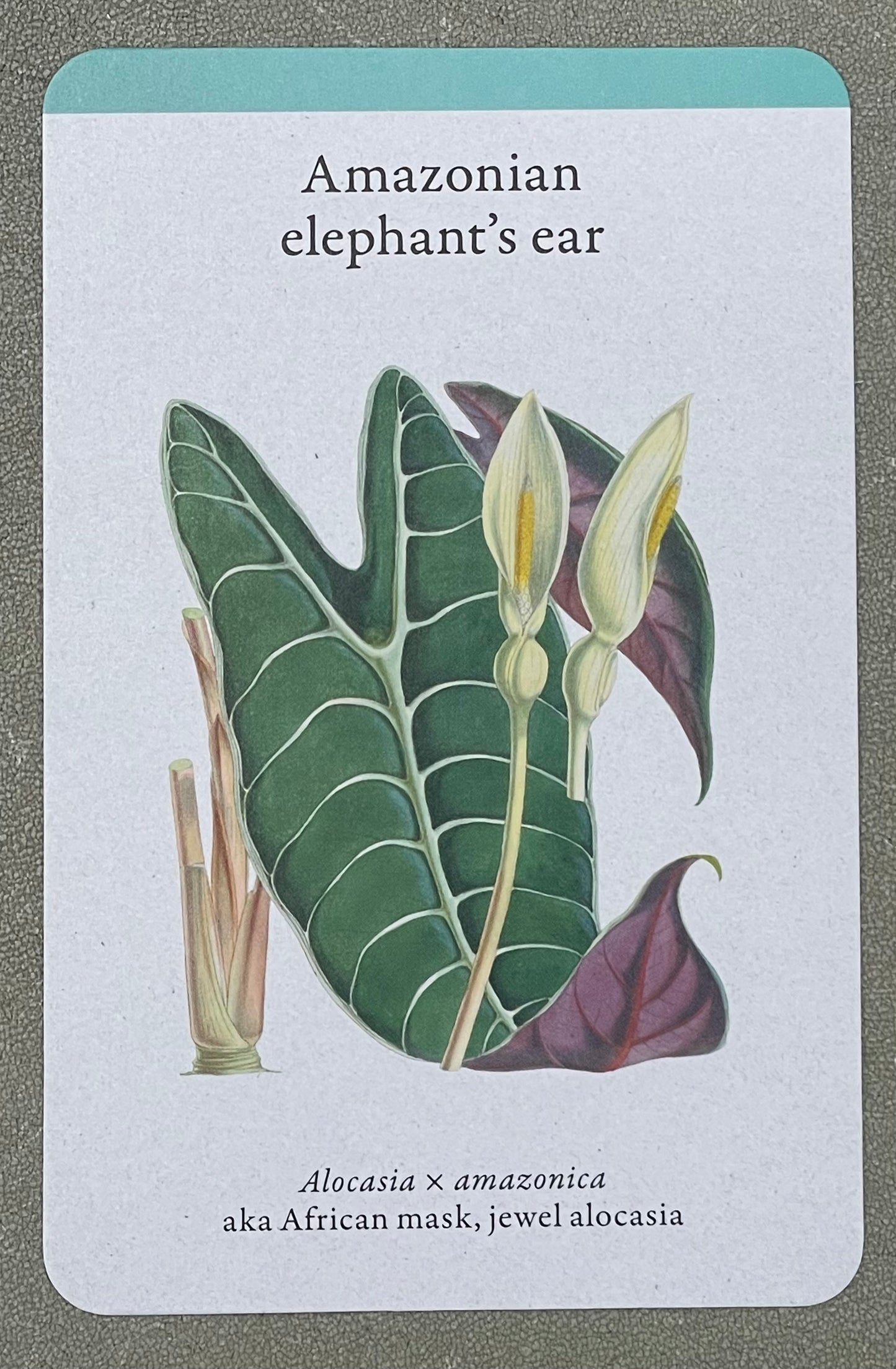 A Home Full of House Plants - A Practical Card Deck by Kay Maguire - Royal Botanic Gardens Kew