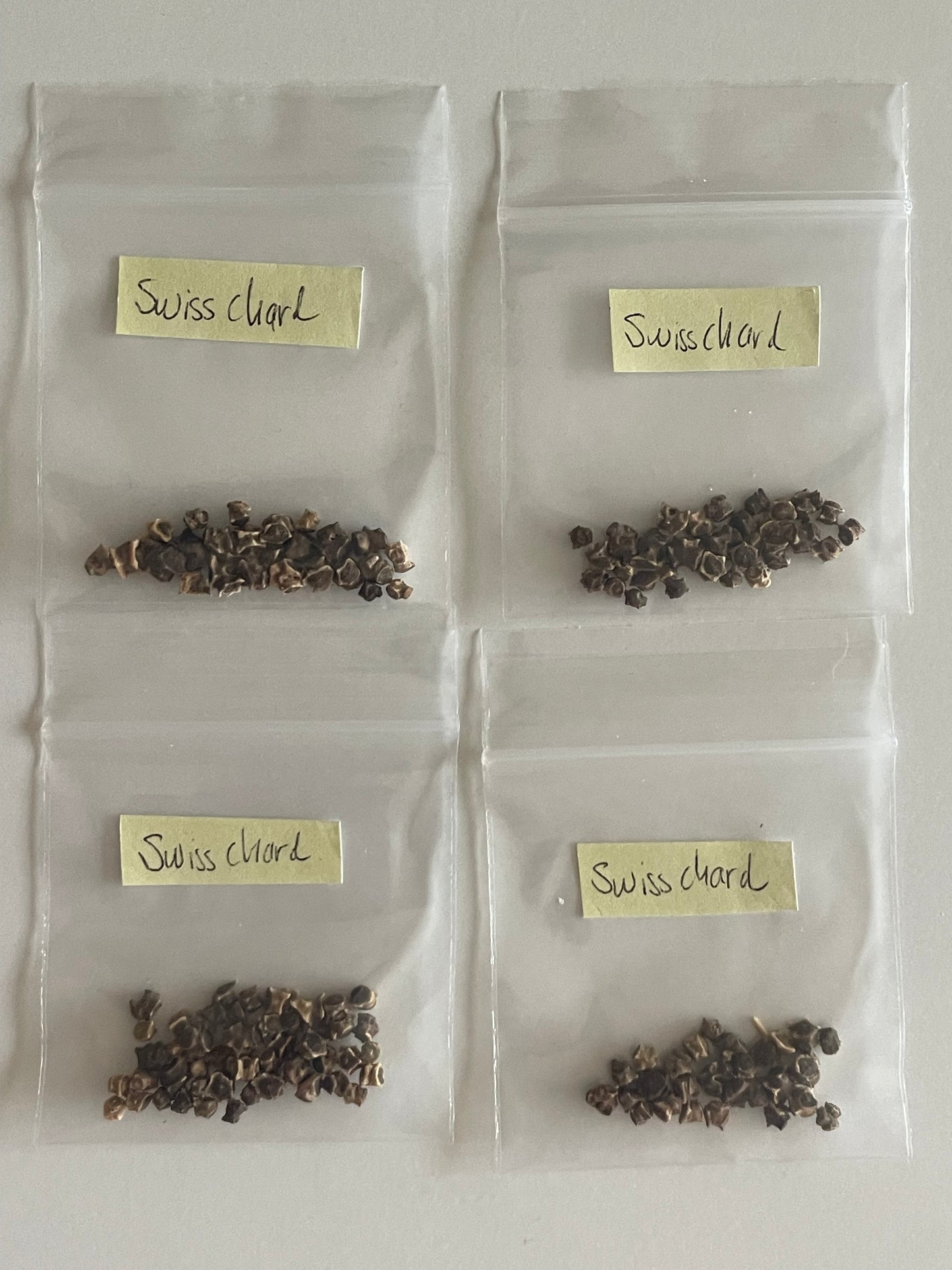 Swiss Chard Seeds Vegetable Organic Heirloom Seeds Non GMO Seeds Salad Greens Winter Spring Garden Gift Idea for Salad Lover Gardener Gift