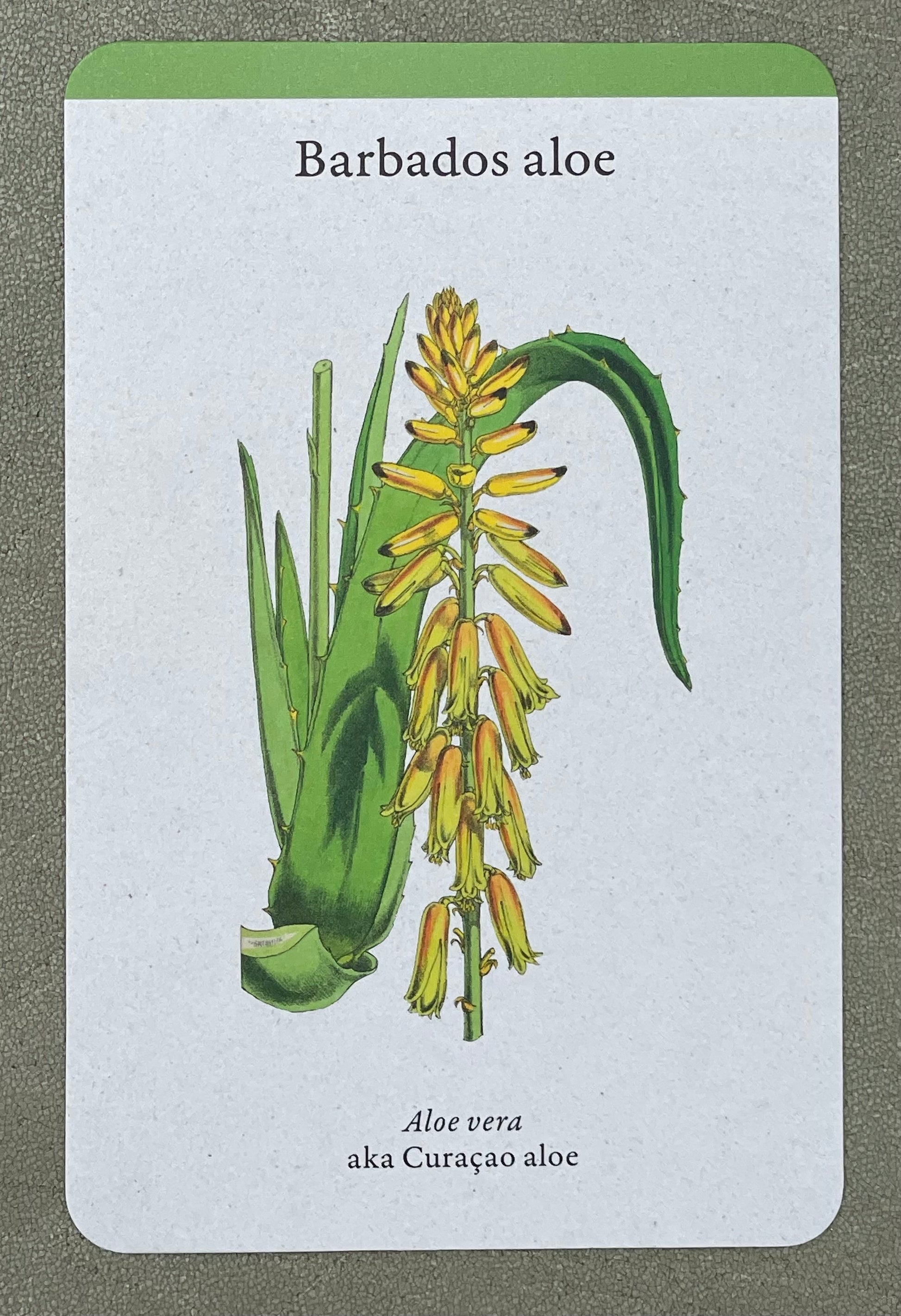 A Home Full of House Plants - A Practical Card Deck by Kay Maguire - Royal Botanic Gardens Kew - Barbados  Aloe