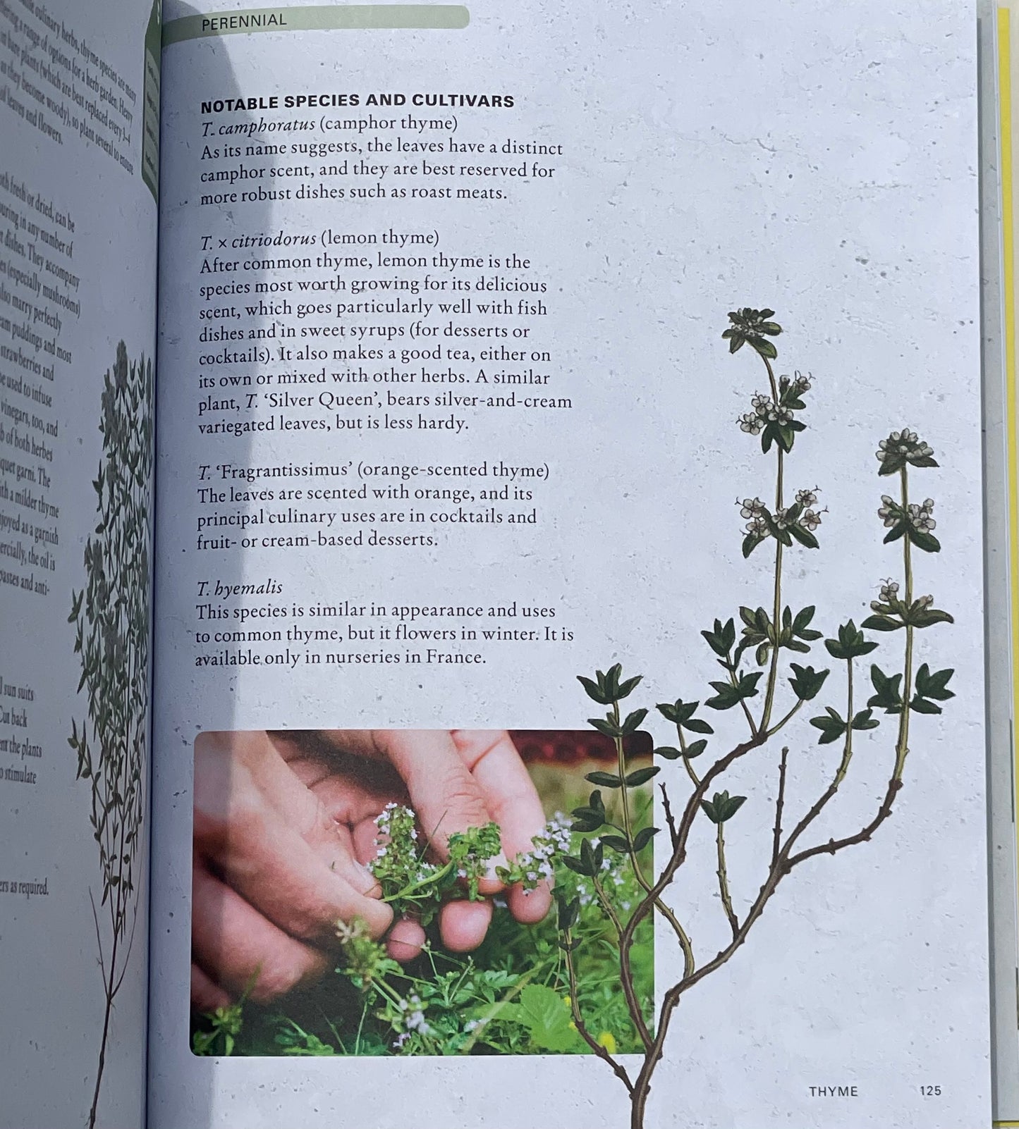 The Kew Gardener's Guide to Growing Herbs: The art and science to grow your own herbs (Volume 2) Hardcover