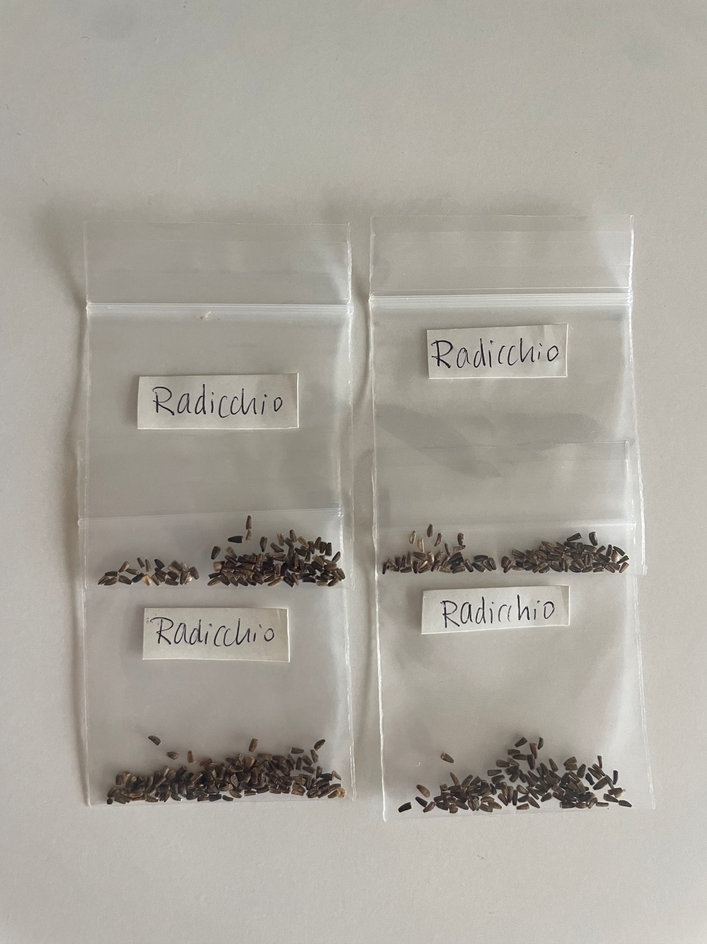 Italian Radicchio Organic Non GMO Purple Salad Seeds from Italy Winter Spring Purple Lettuce Crop Garden Gift Idea for Gardener Salad Lover