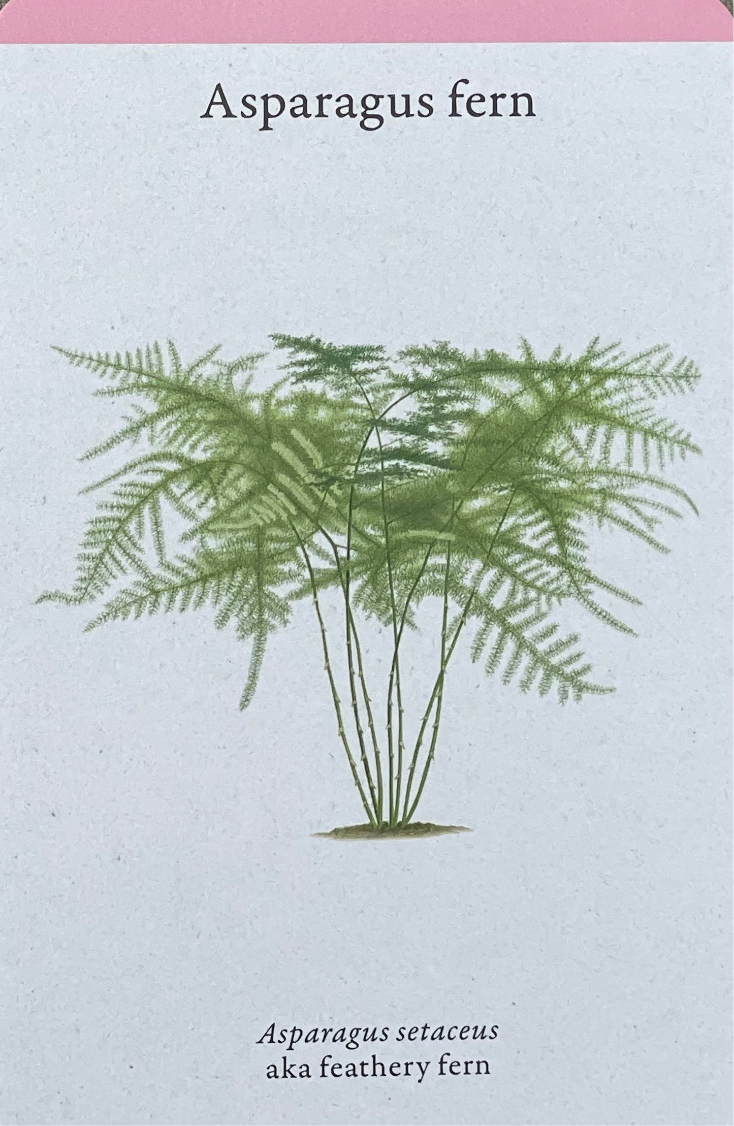 A Home Full of House Plants - A Practical Card Deck by Kay Maguire - Royal Botanic Gardens Kew
