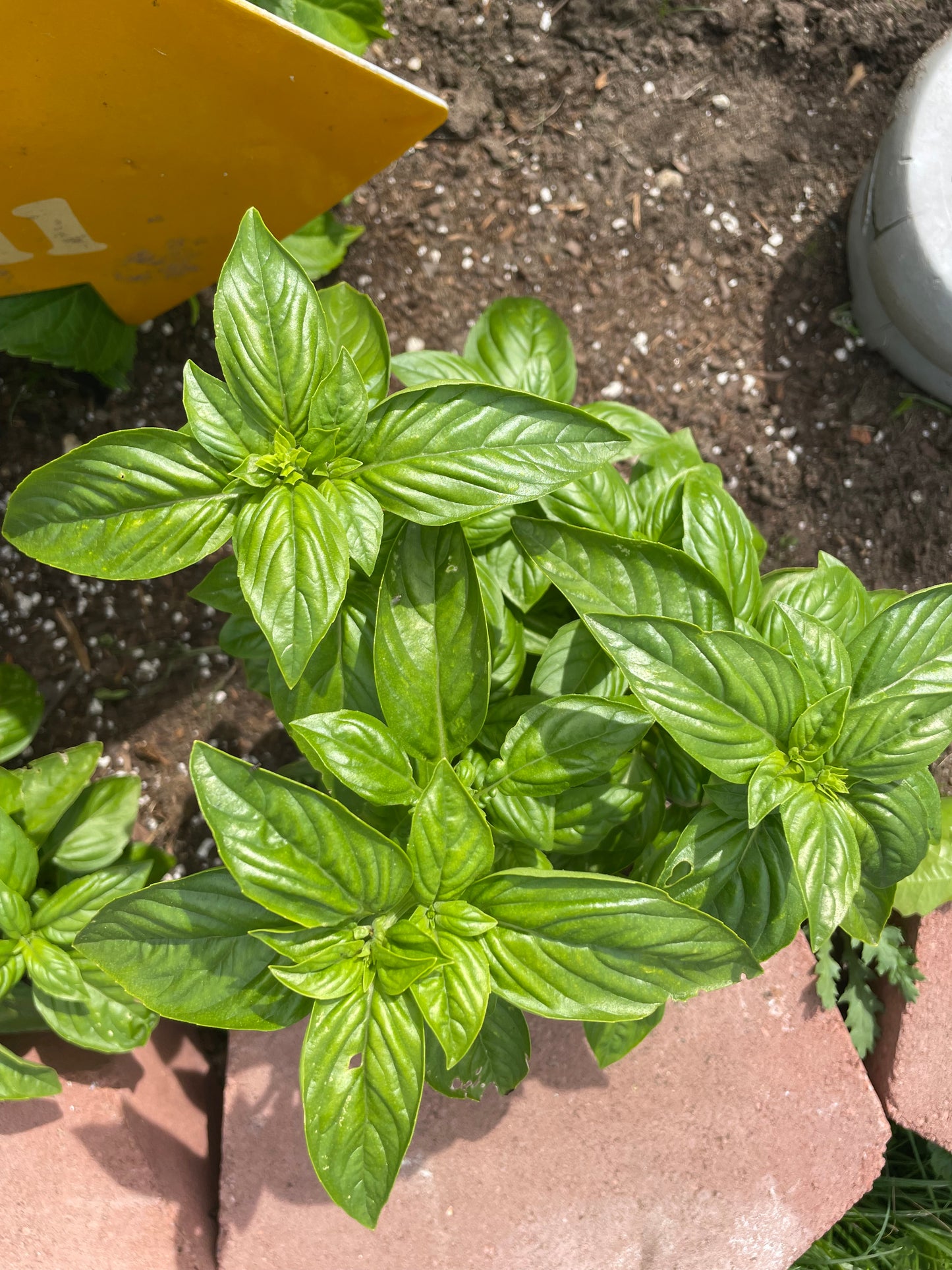 Sweet Italian Genovese Basil Seeds Heirloom Organic Non GMO Herbs from Italy Garden Chef Gift Idea Year round Indoor Crop Summer Gardening