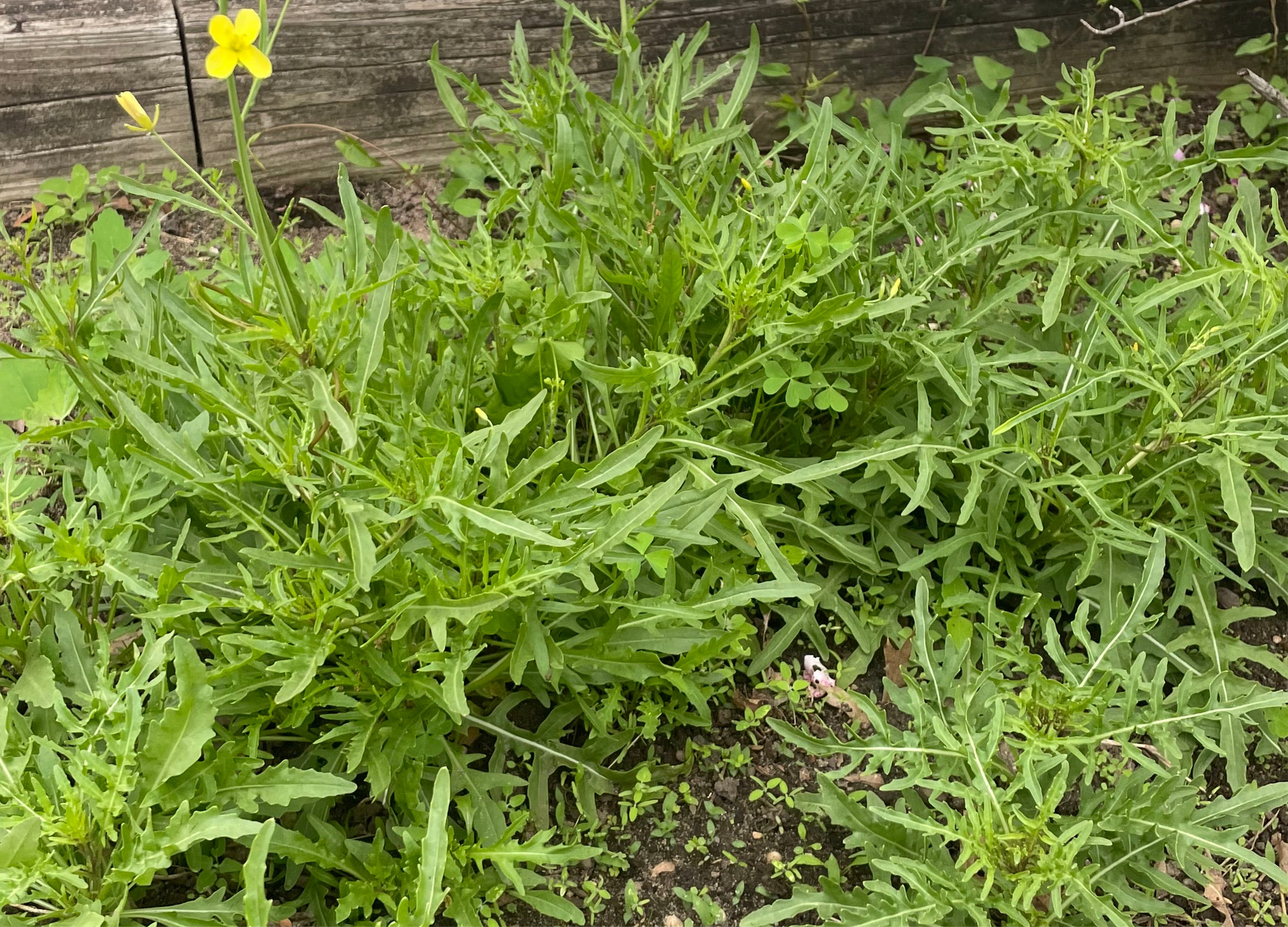 Arugula Seeds - Arugula Selvatica Non GMO Organic Seeds