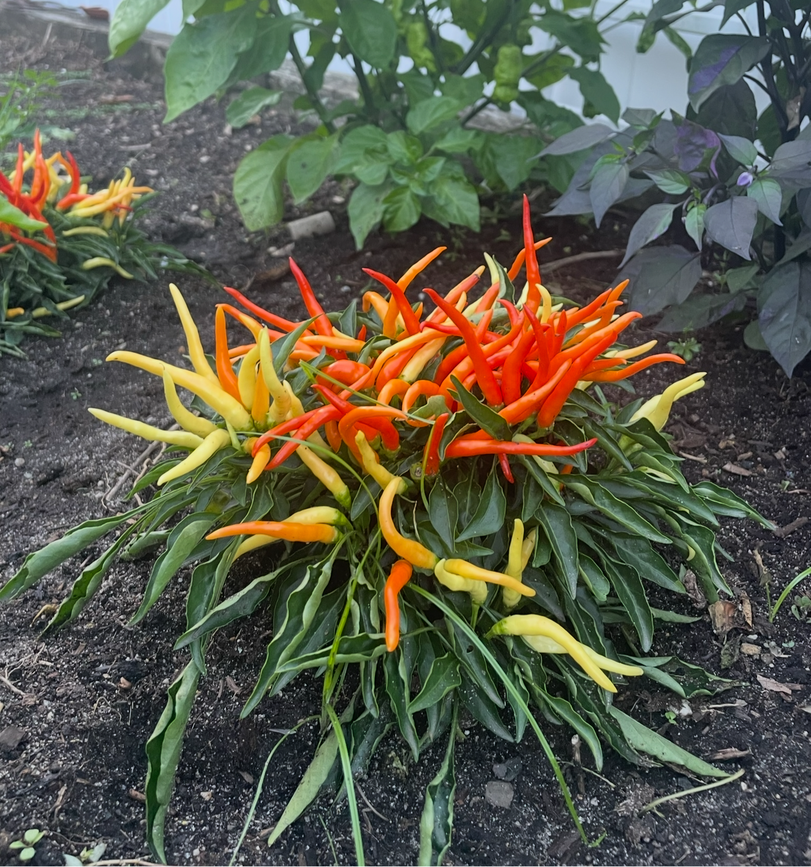 Medusa Hot Pepper Seeds - Mild Chili Pepper Seeds - Ornamental Pepper