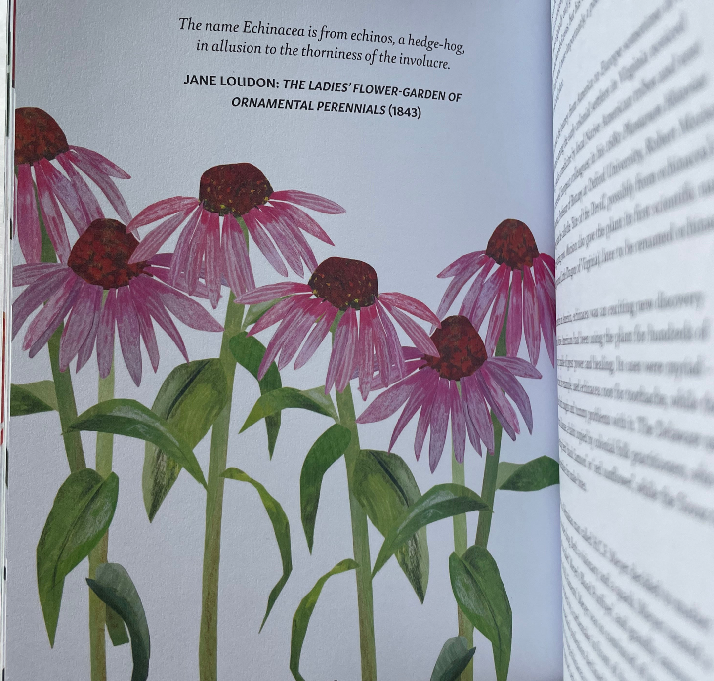 Floriography: The Myths, Magic and Language of Flowers - Sally Coulthard