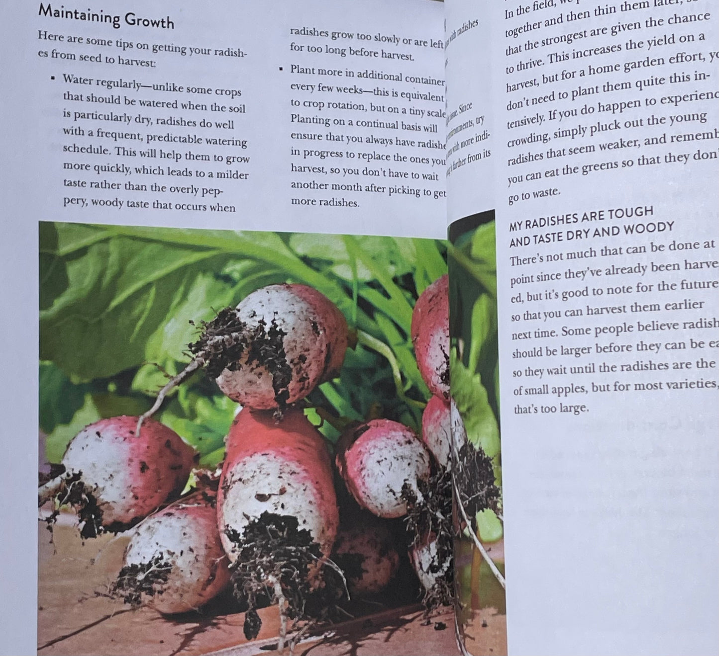 Herb Vegetable House Plant Indoor Kitchen Gardening Handbook - Projects and Inspiration to Grow Food Year Round - Radish Gardening