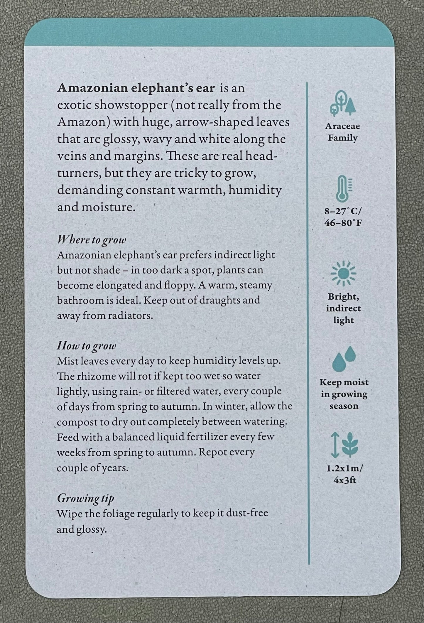 A Home Full of House Plants - A Practical Card Deck by Kay Maguire - Royal Botanic Gardens Kew