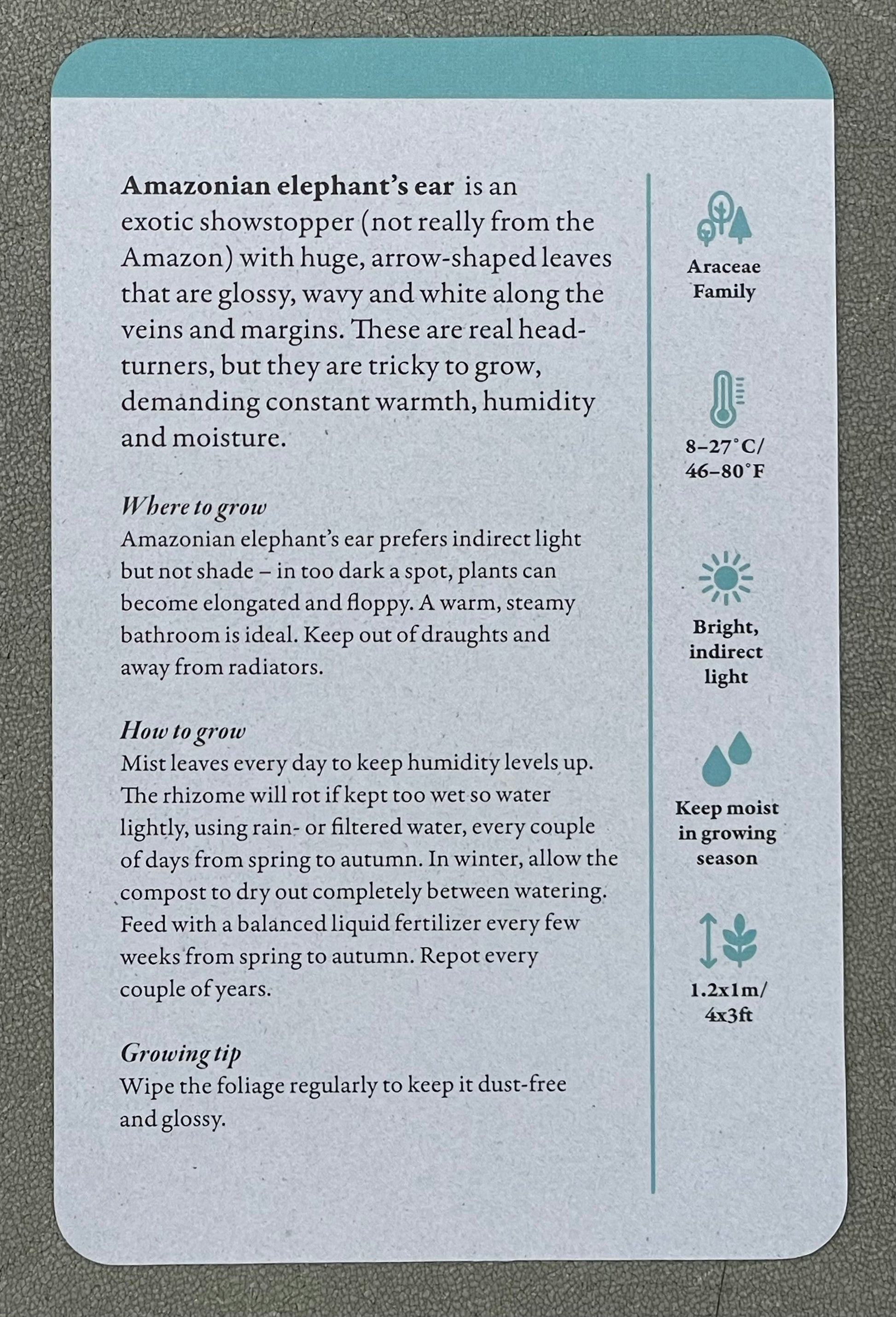 A Home Full of House Plants - A Practical Card Deck by Kay Maguire - Royal Botanic Gardens Kew