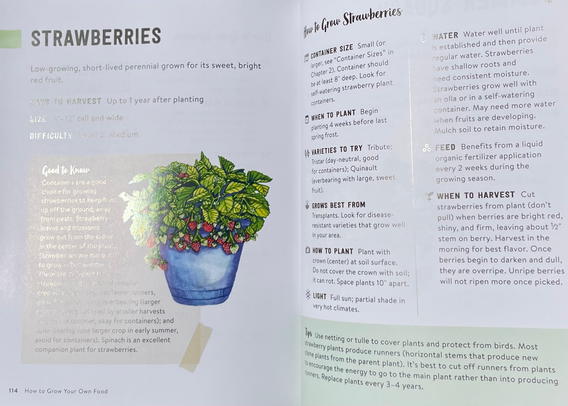 How to Grow Your Own Food: An Illustrated Beginner's Guide to Container Gardening - Strawberries
