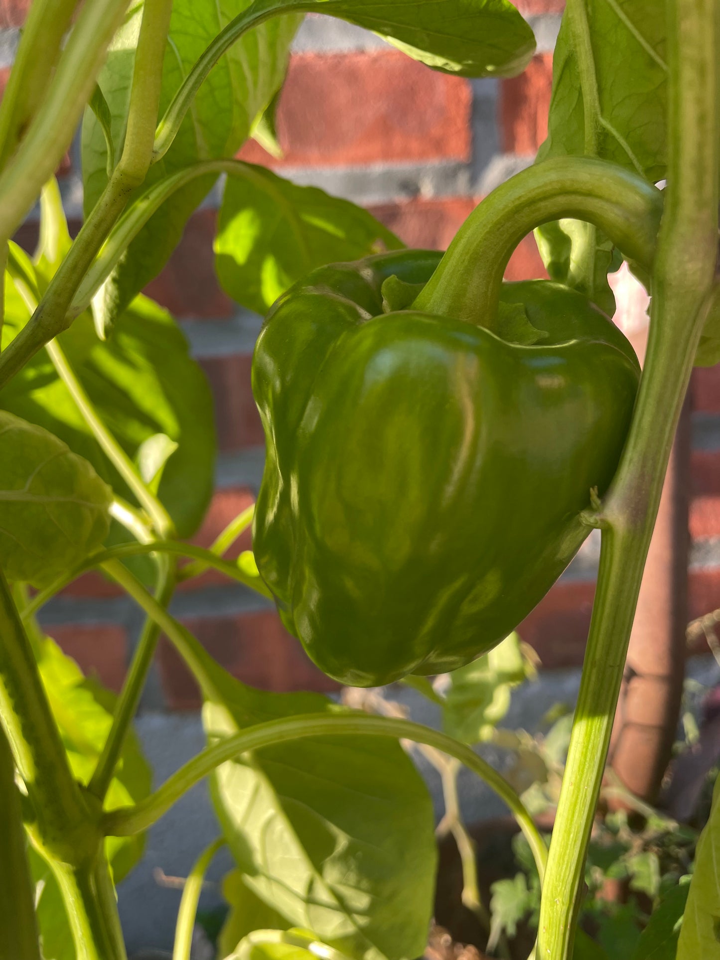 Sweet Green Bell Pepper Seeds
