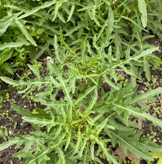 Arugula Seeds - Arugula Selvatica Non GMO Organic Seeds