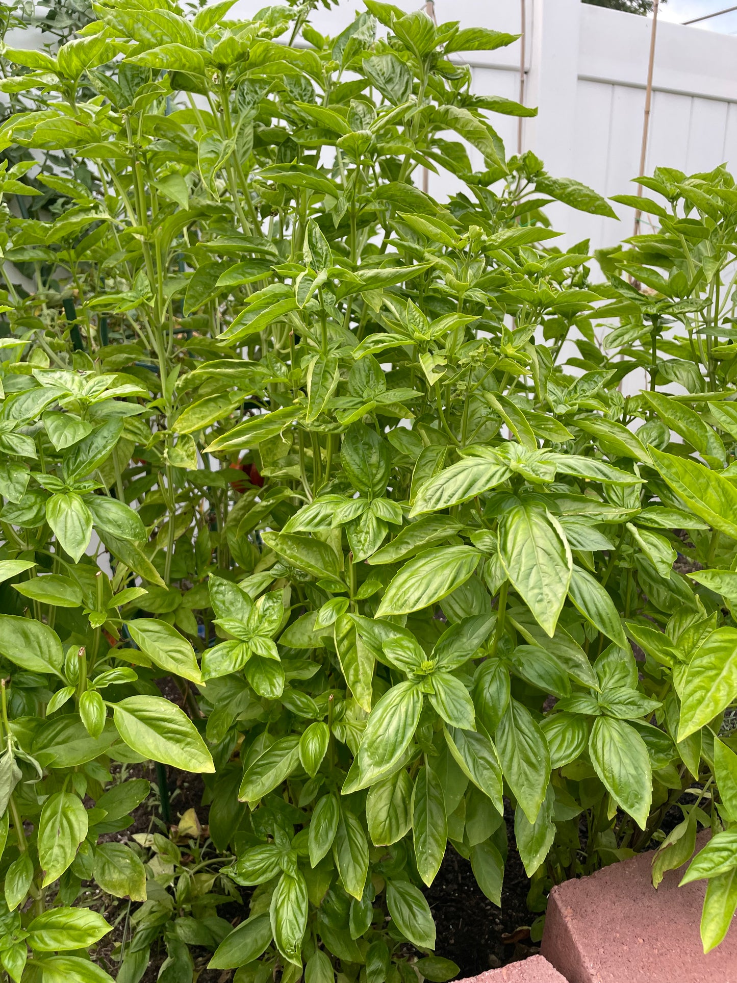 Sweet Italian Genovese Basil Seeds Heirloom Organic Non GMO Herbs from Italy Garden Chef Gift Idea Year round Indoor Crop Summer Gardening