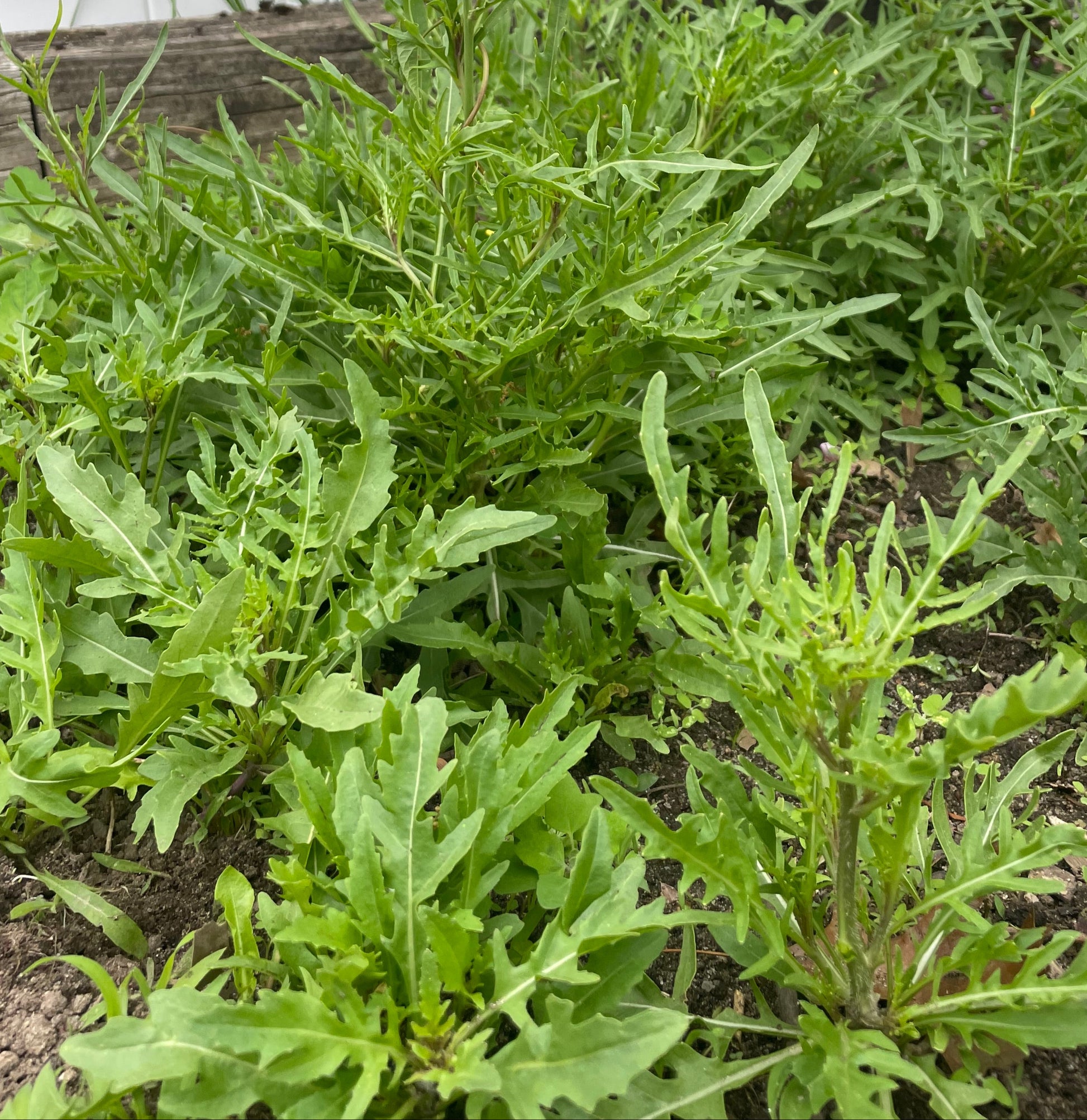 Arugula Seeds - Arugula Selvatica Non GMO Organic Seeds