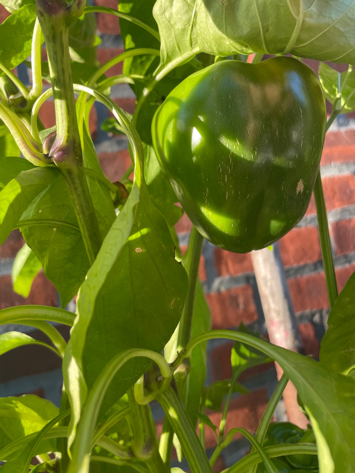 Sweet Green Bell Pepper Seeds