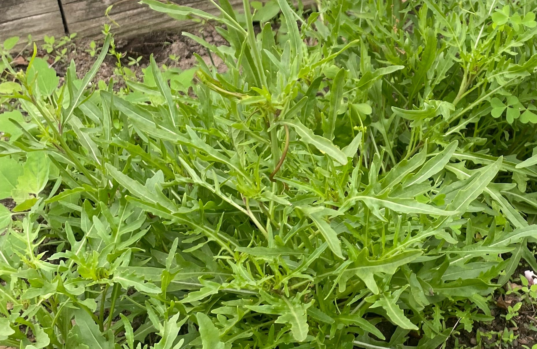 Arugula Seeds - Arugula Selvatica Non GMO Organic Seeds