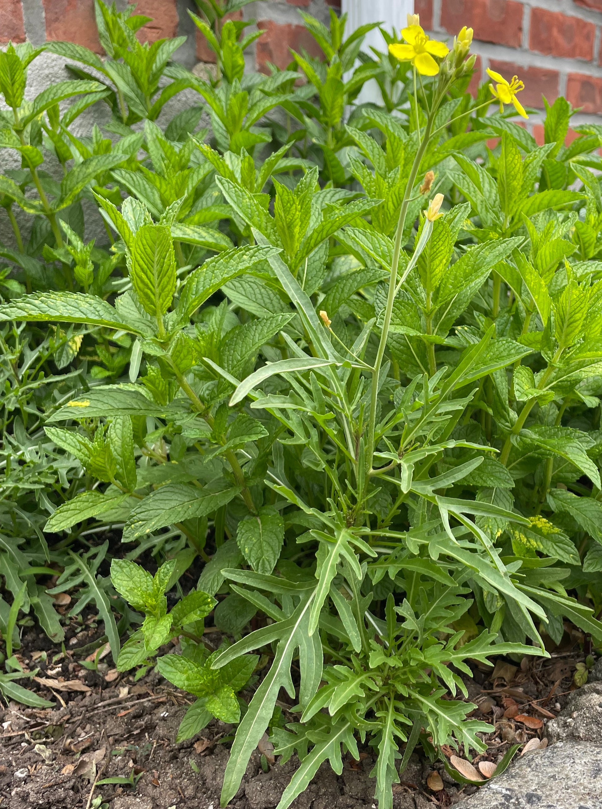Arugula Seeds - Arugula Selvatica Non GMO Organic Seeds