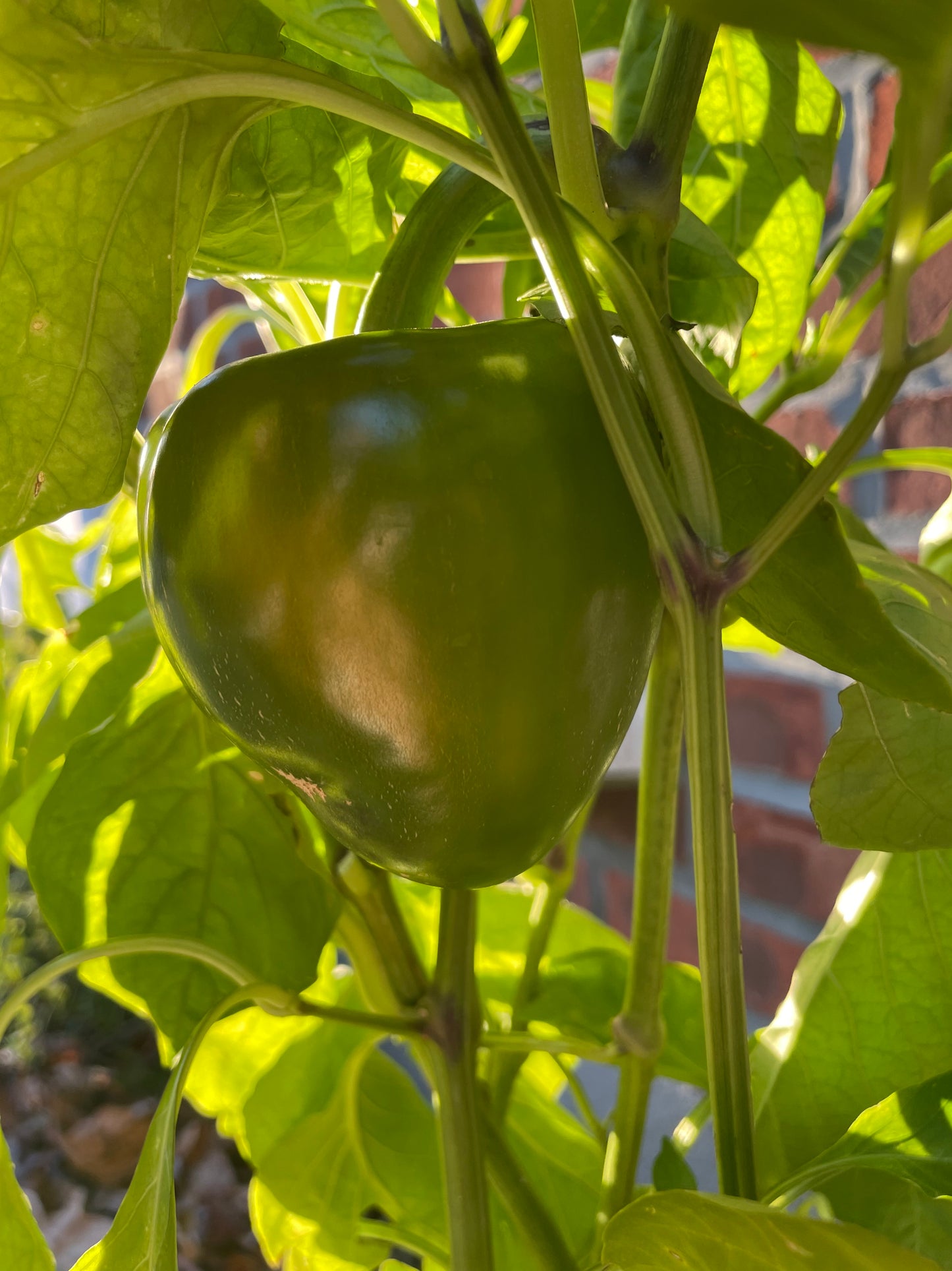 Sweet Green Bell Pepper Seeds