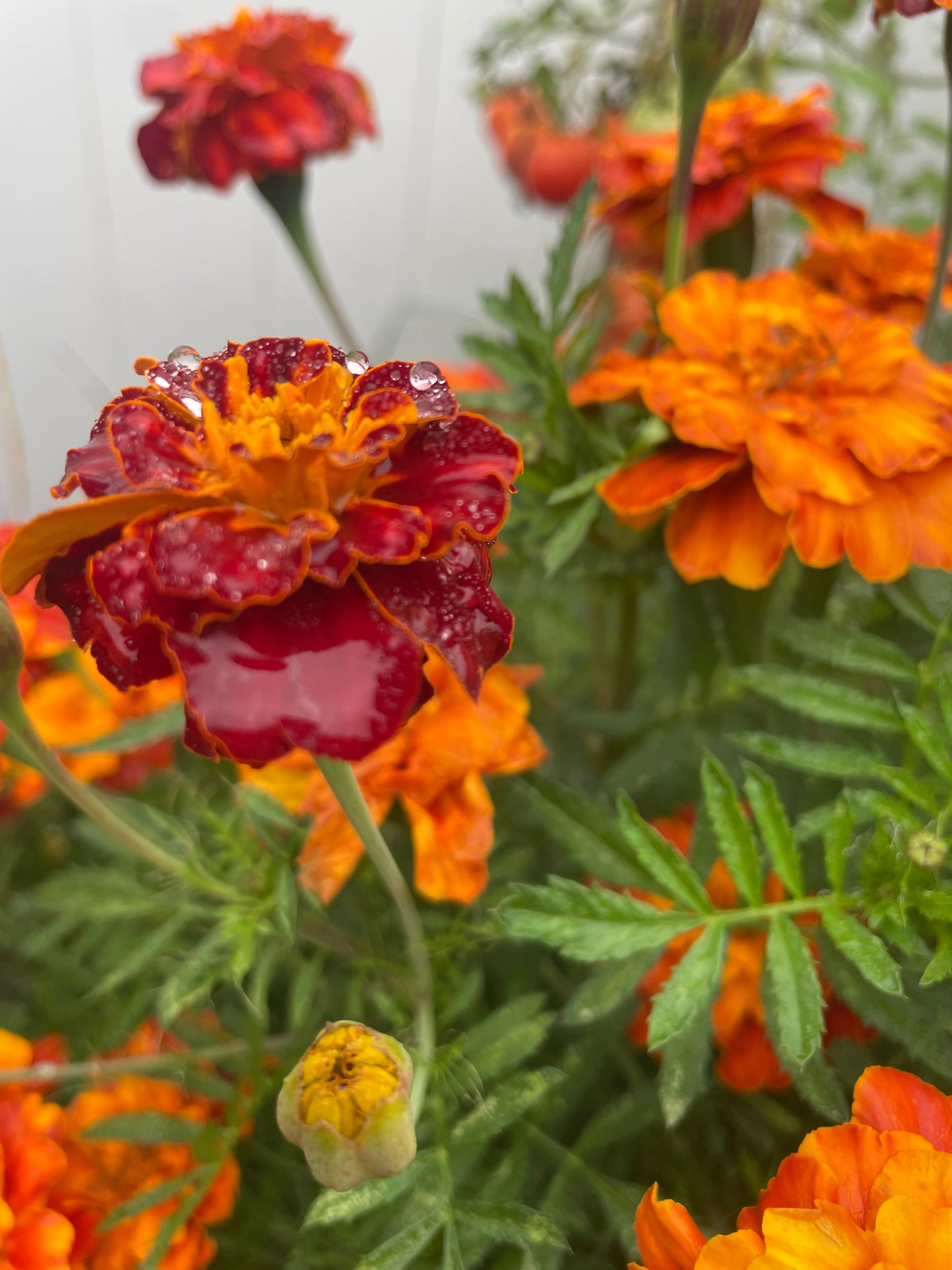 Organic Heirloom Marigold Flower Seeds Annual Edible Flower Seed Pack Insect Repelling Bee attracting Garden Gift Idea Pollinator Non GMO