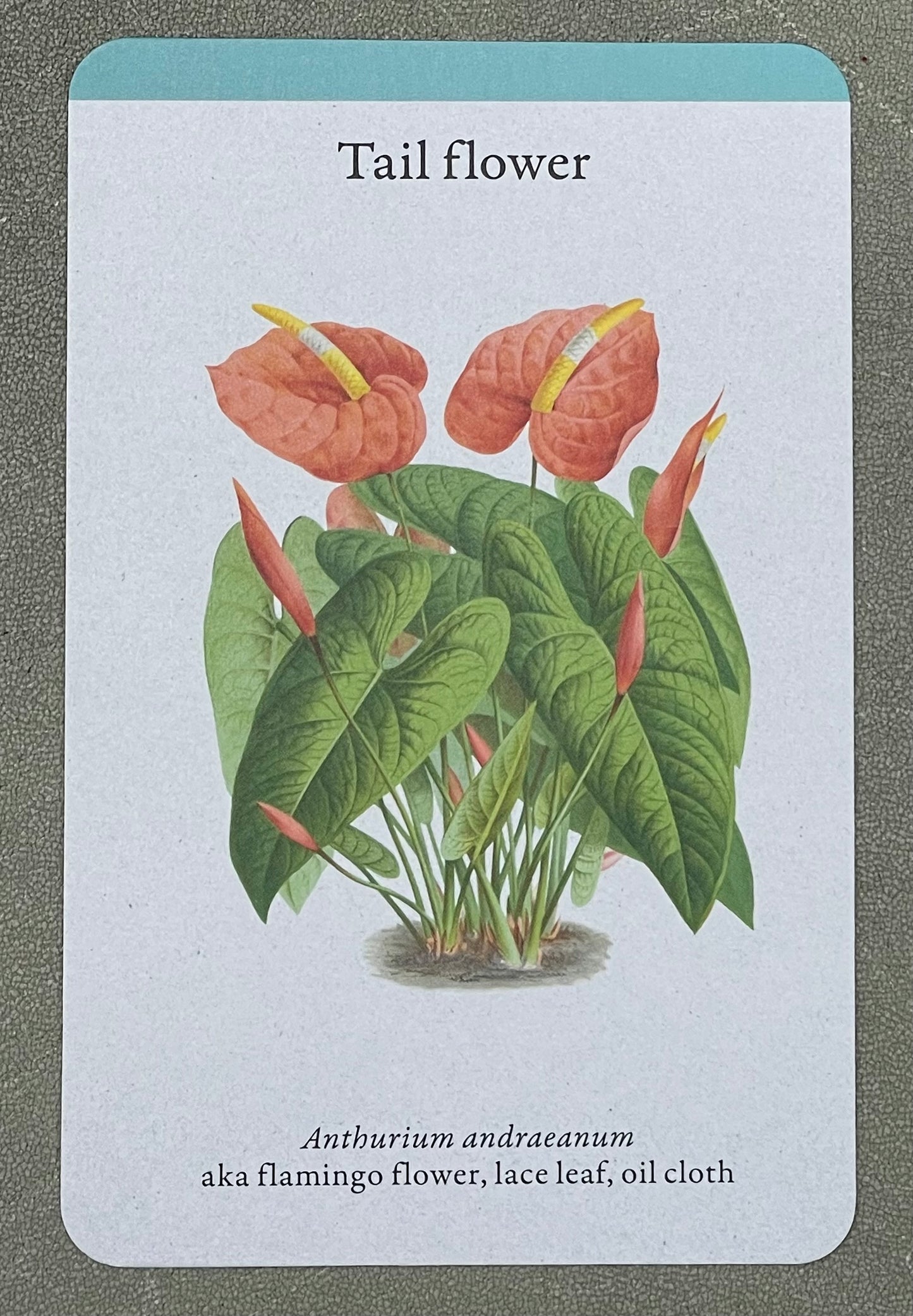 A Home Full of House Plants - A Practical Card Deck by Kay Maguire - Royal Botanic Gardens Kew - Tail Flower