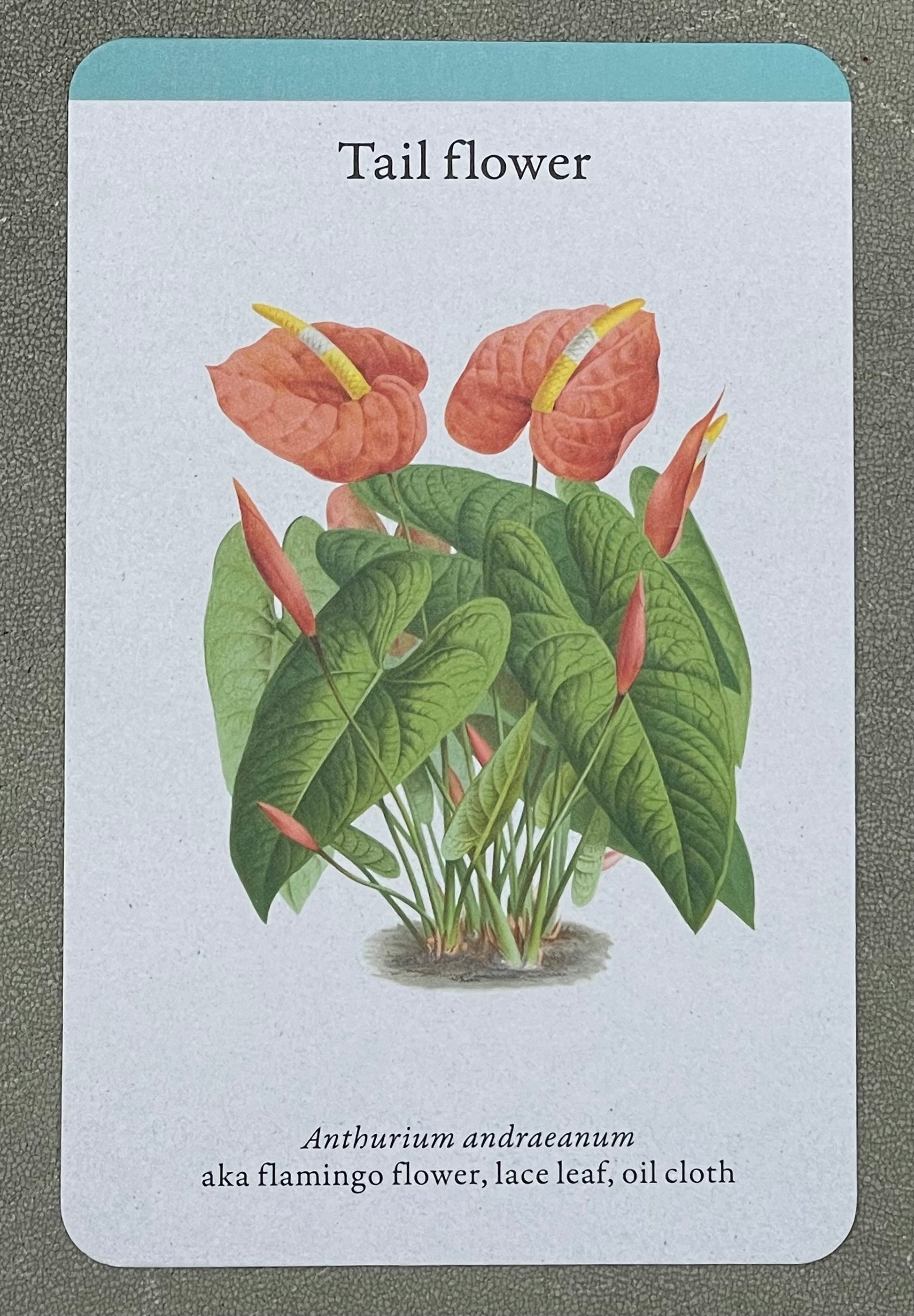 A Home Full of House Plants - A Practical Card Deck by Kay Maguire - Royal Botanic Gardens Kew - Tail Flower