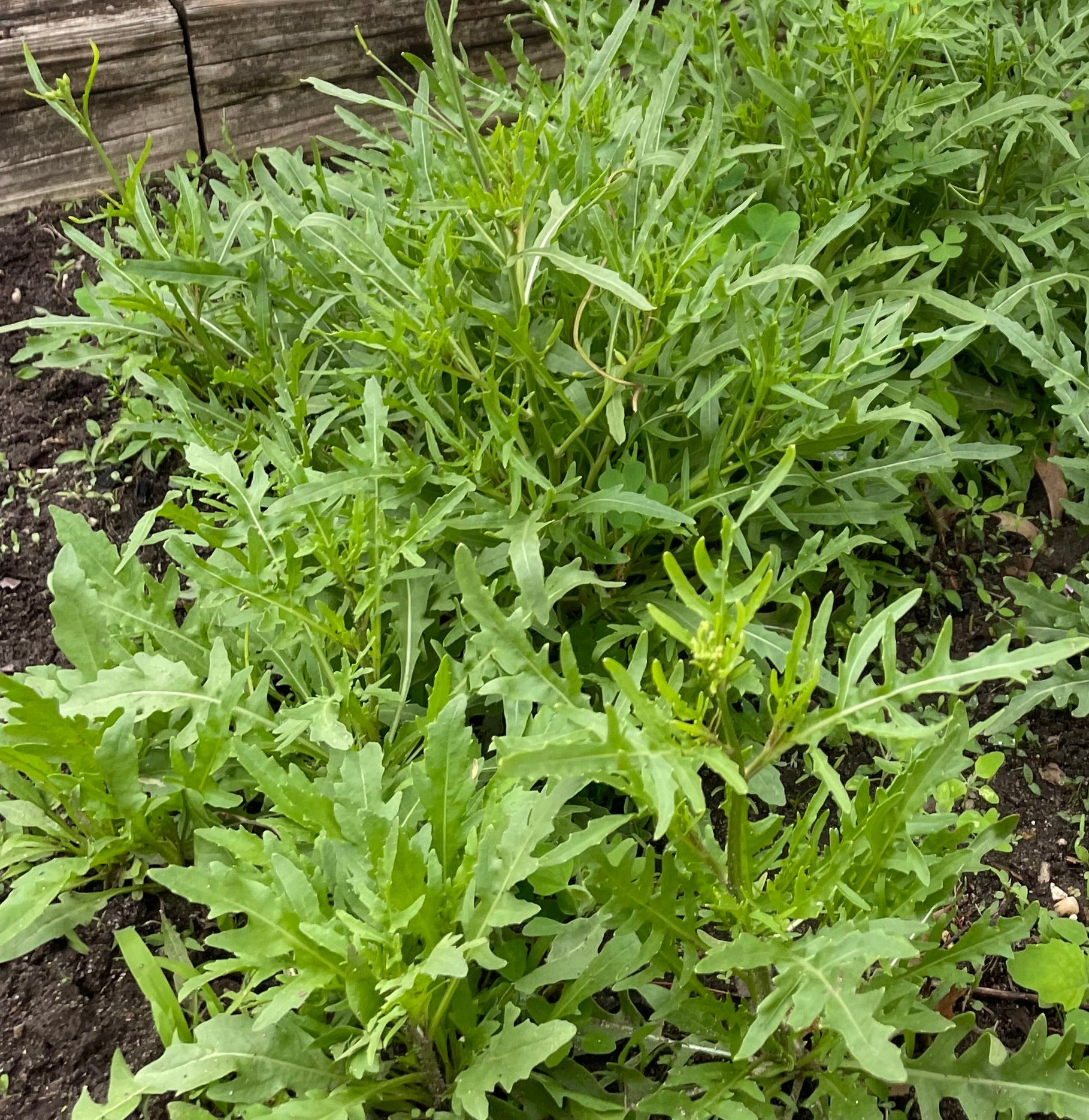 Arugula Seeds - Arugula Selvatica Non GMO Organic Seeds