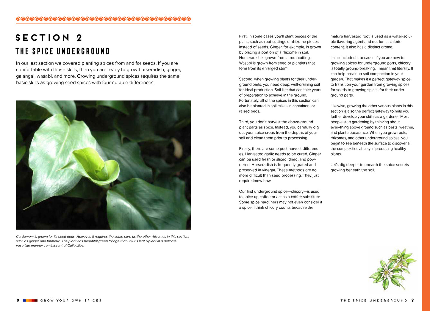 Grow Your Own Spices by Tasha Greer