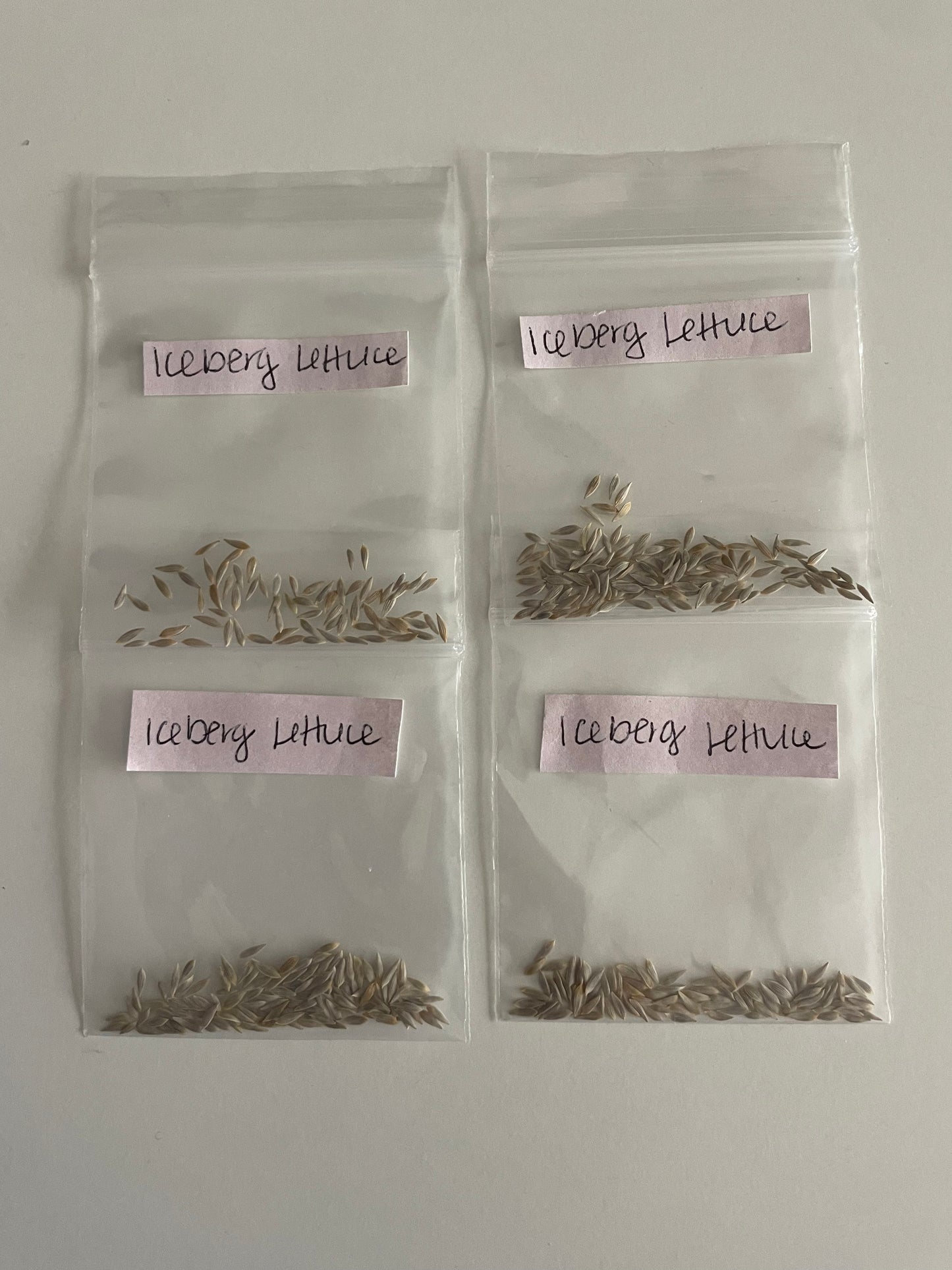 Iceberg Lettuce Seeds Organic Heirloom Salad Seeds Non GMO Vegetable Seeds Winter Garden Crop Spring Gardenening Gift Idea for Salad Lover