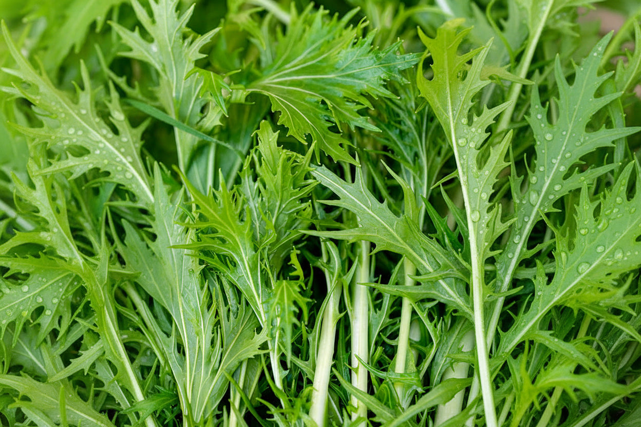 Mizuna Seeds Organic Green Lettuce Heirloom Seeds Non GMO Salad Greens Winter Spring Garden Gift Idea for Salad Lover Gardener (Copy) (Copy)