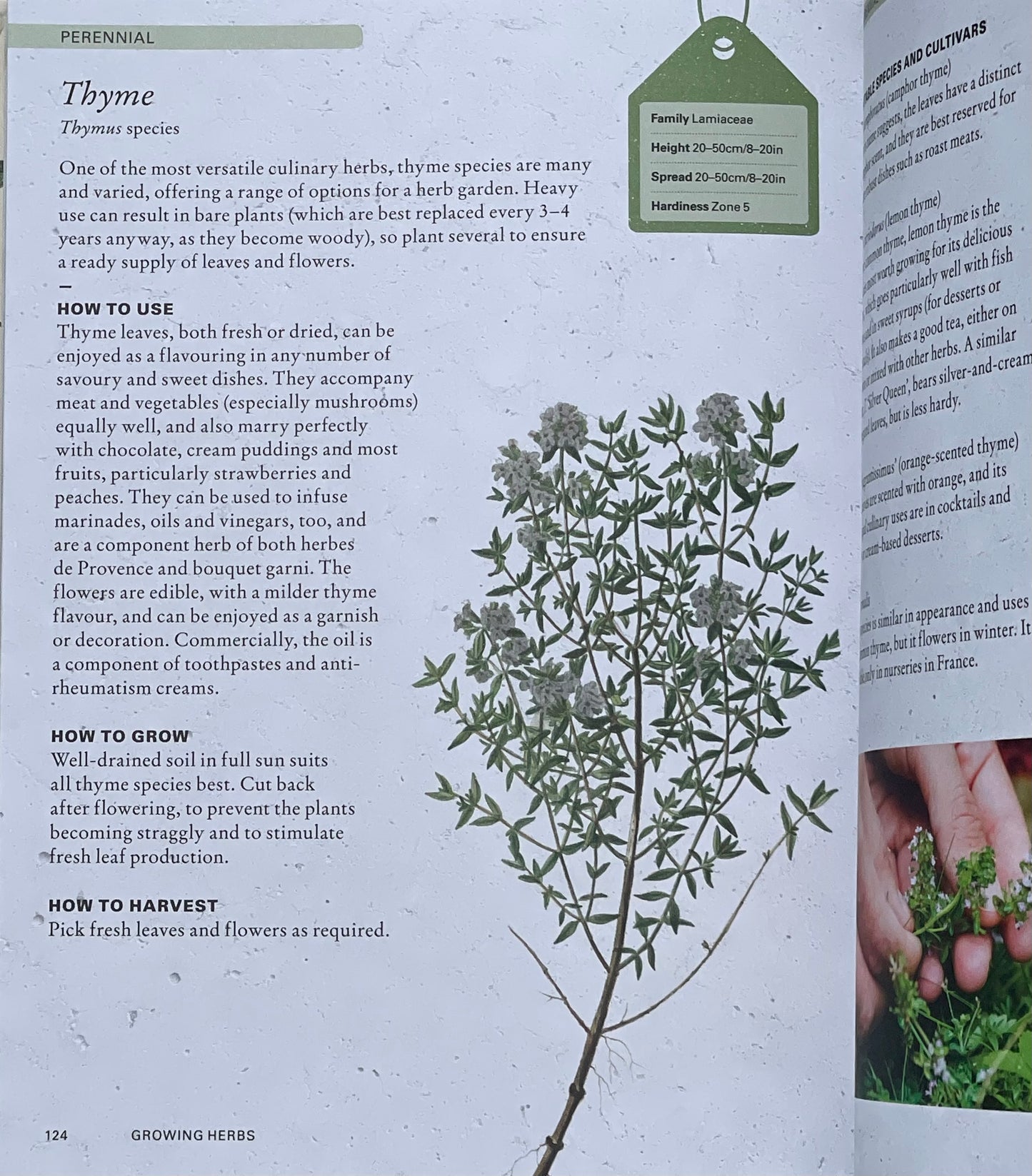 The Kew Gardener's Guide to Growing Herbs: The art and science to grow your own herbs (Volume 2) Hardcover