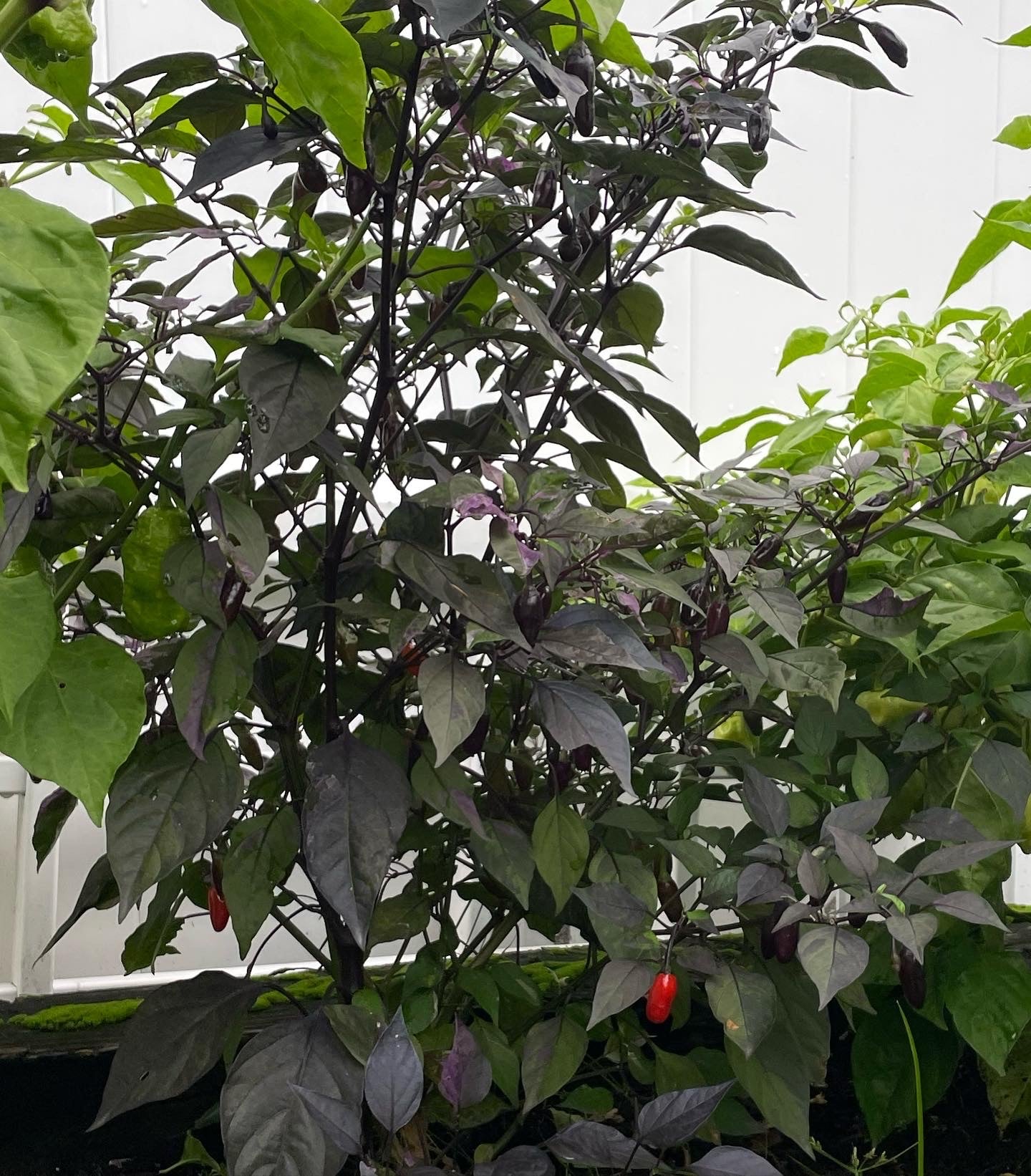 Peruvian Purple Hot Pepper Seeds