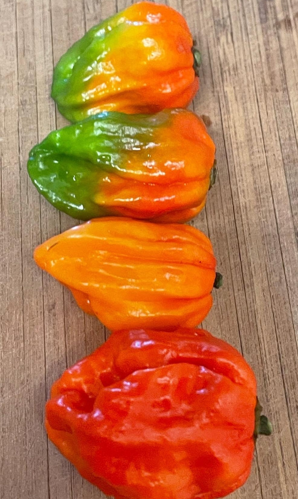 Scorpanero Hot Pepper Seeds