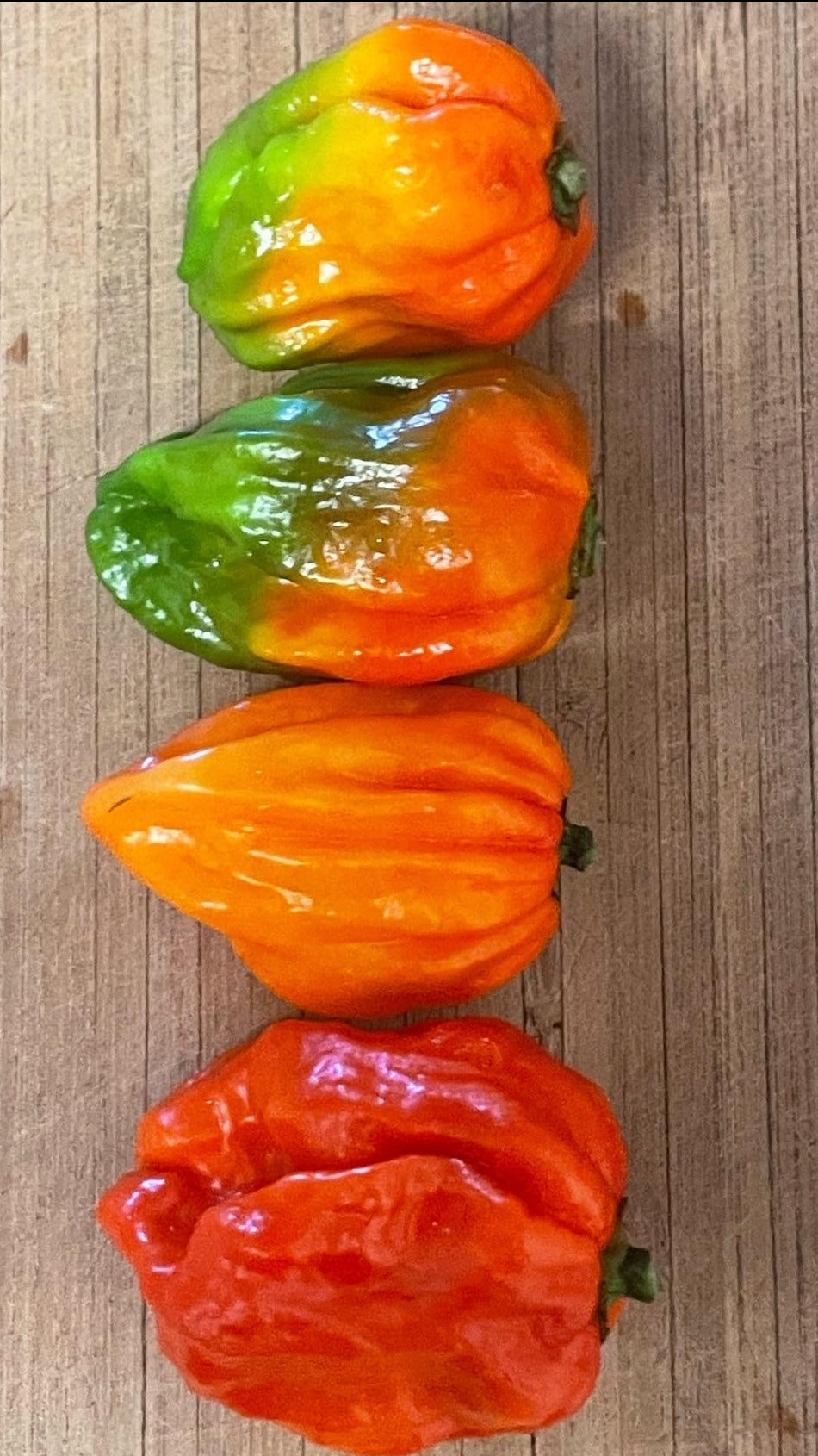 Scorpanero Hot Pepper Seeds