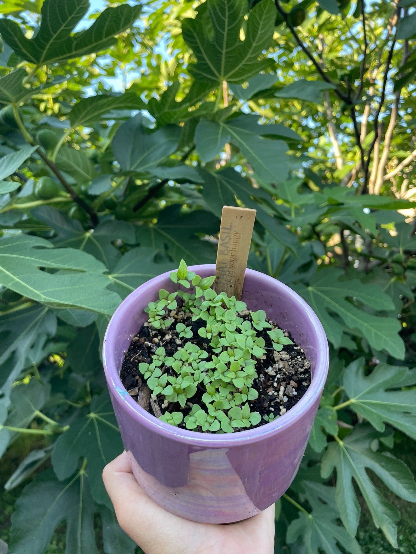 Heirloom Thai Basil Seeds Organic Non GMO Herb Seeds Spring Garden Gift Idea for Herbal Gardener Culinary Herb Seeds Asian Sweet Basil