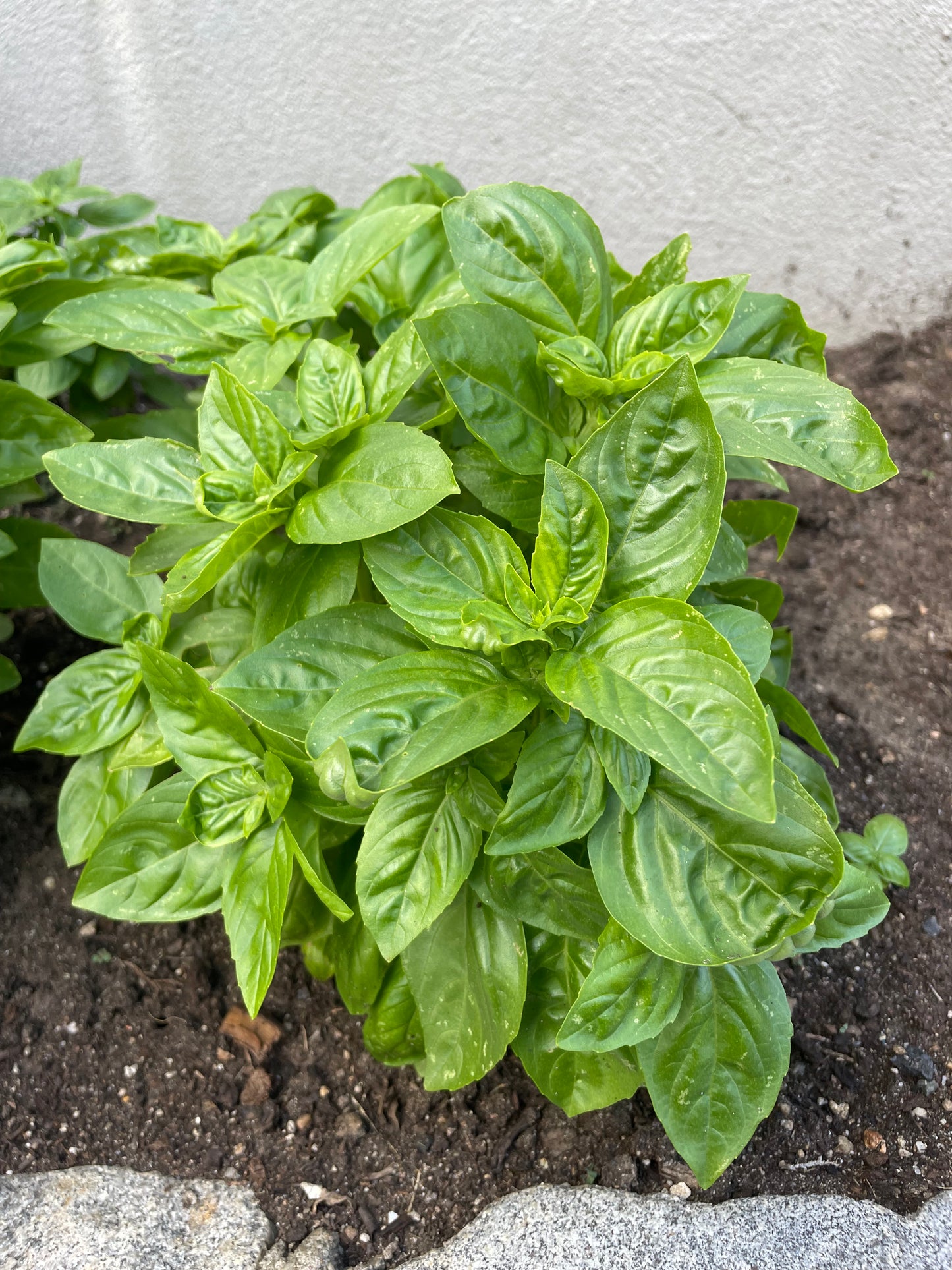 Italian Basil Seeds - Non GMO Organic Seeds - Herb Garden Seeds