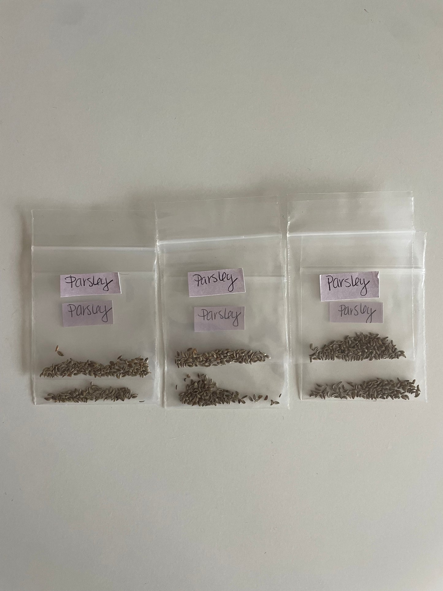 Italian Flat Leaf Parsley Organic Non GMO Green Salad Seeds from Italy Fall Winter Lettuce Crop Garden Gift Healthy eating