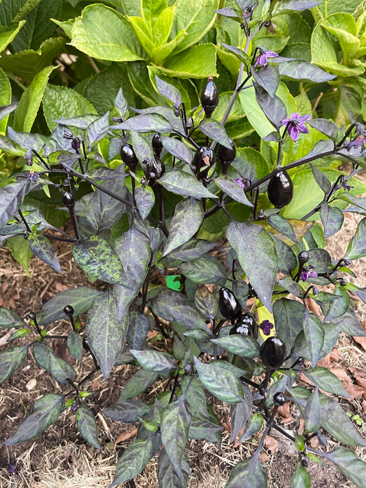 Black Prince Purple Hot Pepper Plant