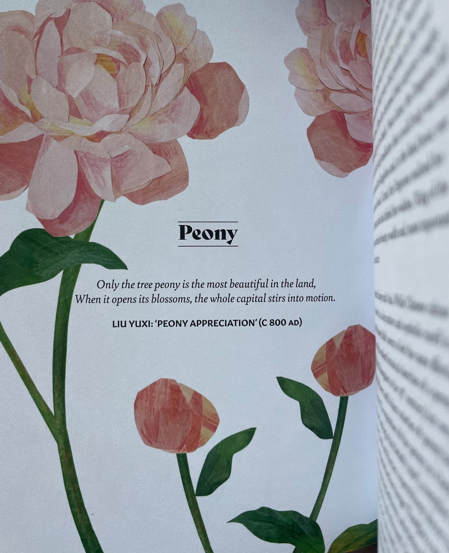 Floriography: The Myths, Magic and Language of Flowers - Sally Coulthard Peony