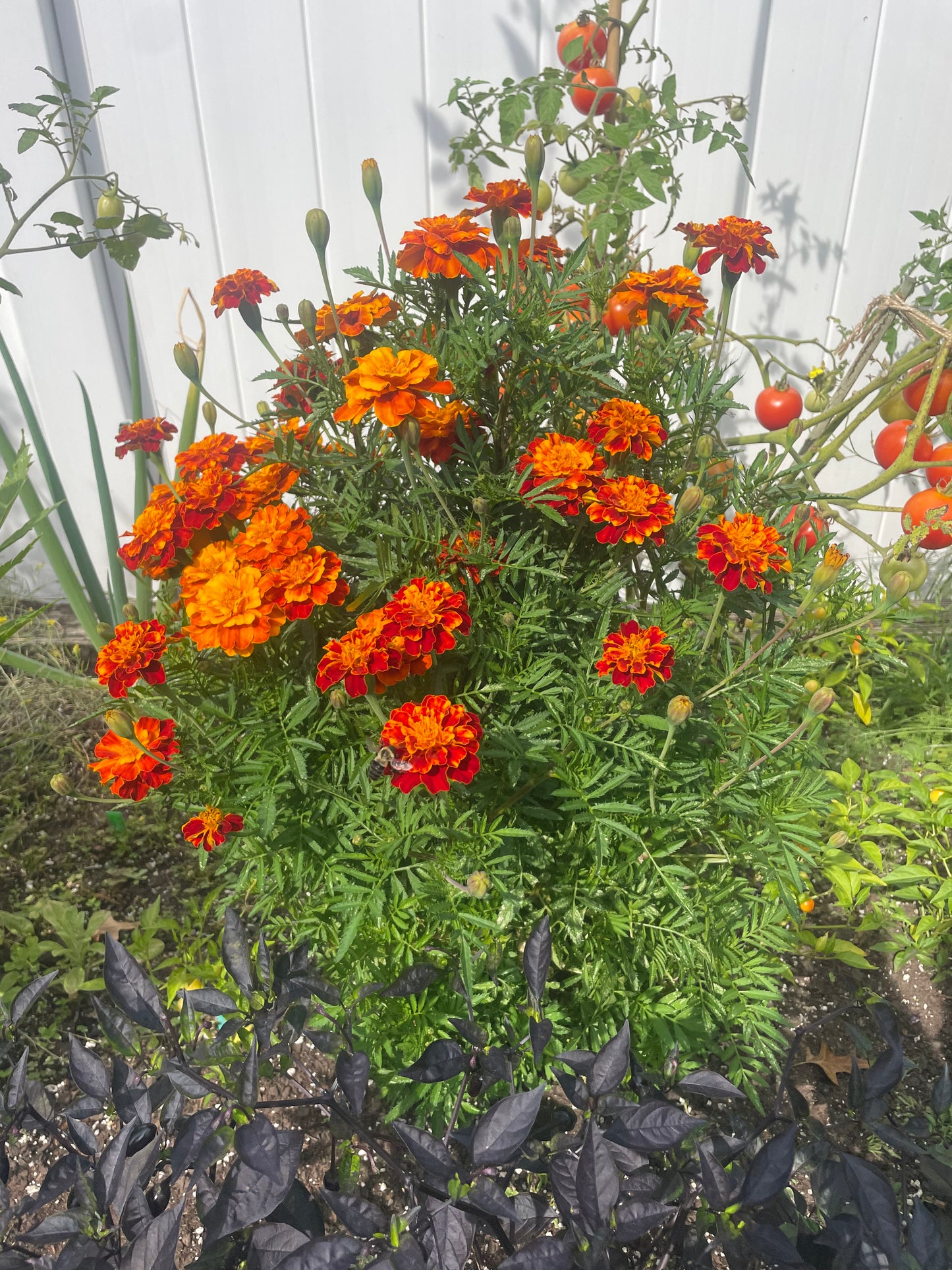 Organic Heirloom Marigold Flower Seeds Annual Edible Flower Seed Pack Insect Repelling Bee attracting Garden Gift Idea Pollinator Non GMO